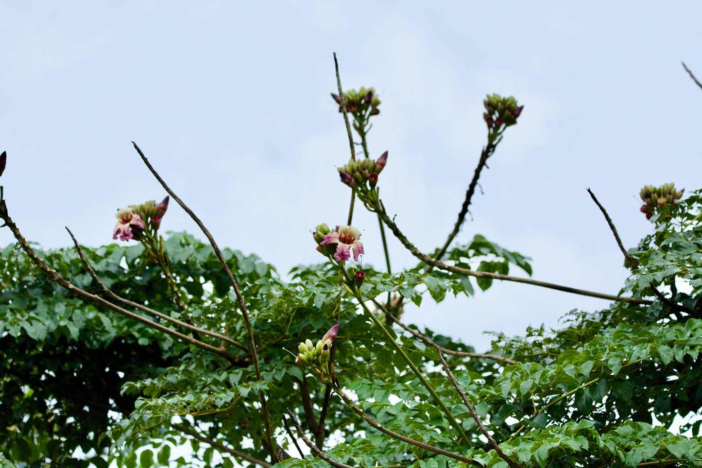 20 INDIAN TRUMPET Flower TREE (Midnight Horror / Broken Bones Plant / Tree of Damocles) Oroxylum Indicum Seeds