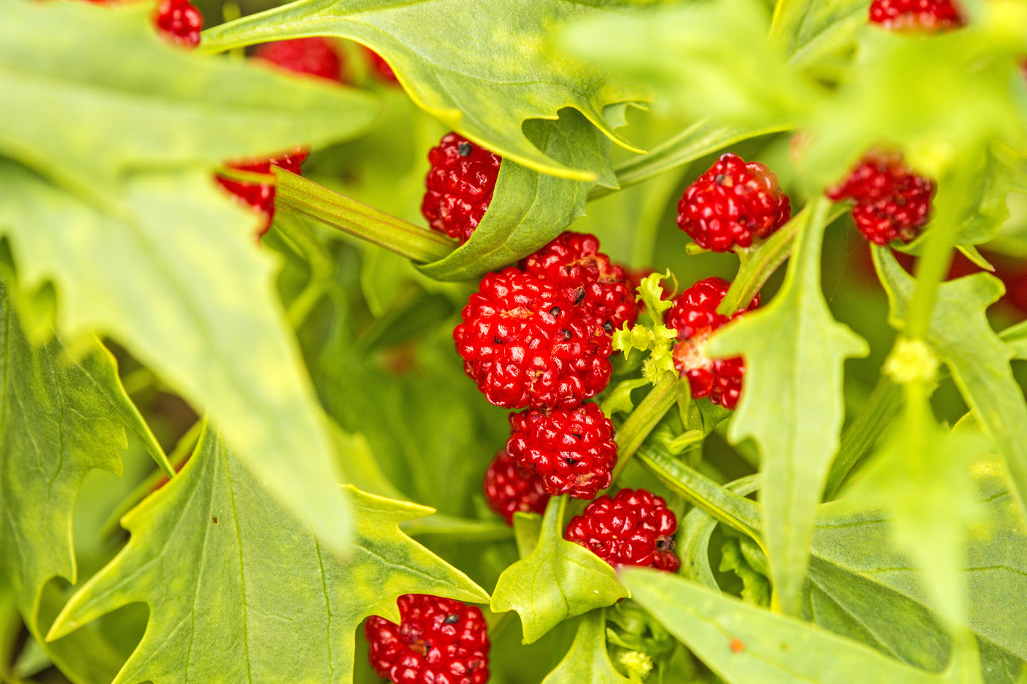 100 STRAWBERRY STICKS / SPINACH Chenopodium Foliosum Fruit Berry Seeds