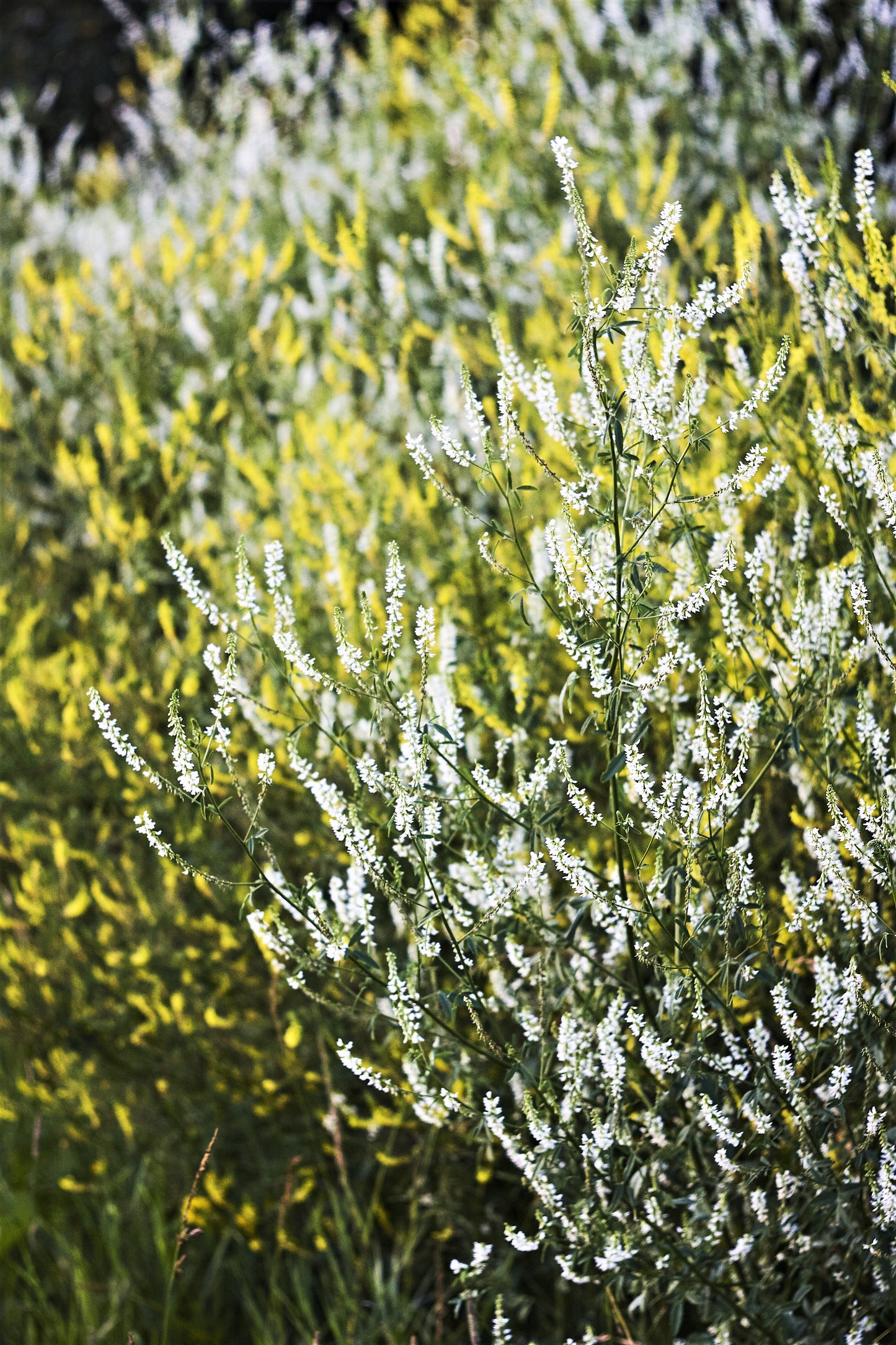 1500 WHITE Blossom SWEET CLOVER Melilotus Officinalis Alba Albus Sweetclover Honey Clover Flower Seeds