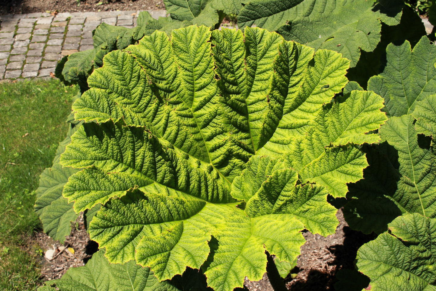 10 GUNNERA MANICATA 6' Leaves! Giant Rhubarb Dinosaur Plant Moist Shade Red Flower Seeds