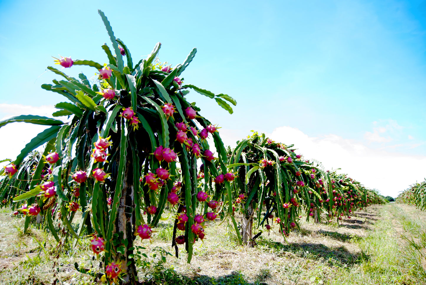 20 PURPLE DRAGON FRUIT (Pitaya / Pitahaya / Strawberry Pear) Hylocereus Undatus Cactus Seeds