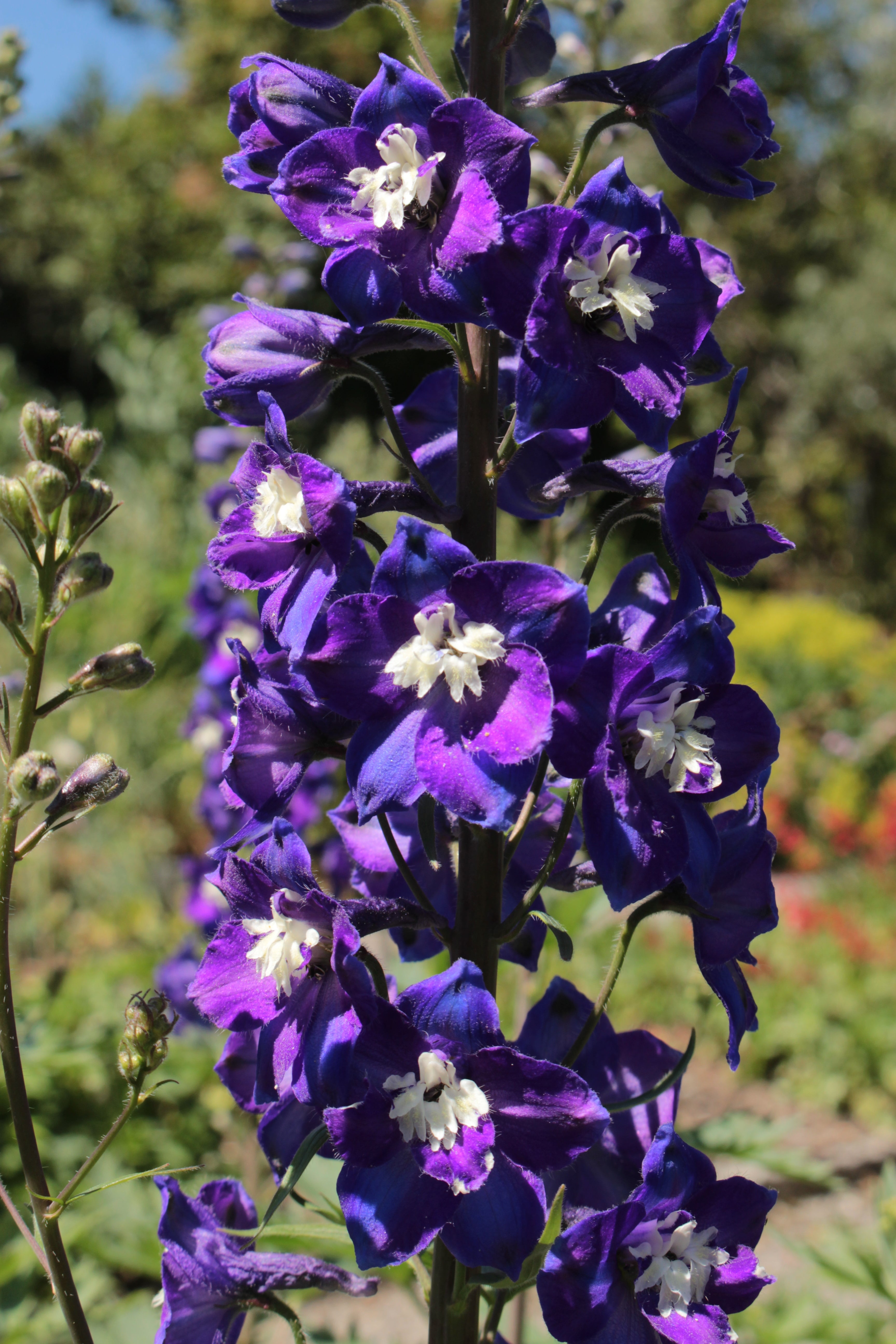 500 Purple ROCKET LARKSPUR DELPHINIUM Ajacis Consolida Flower
