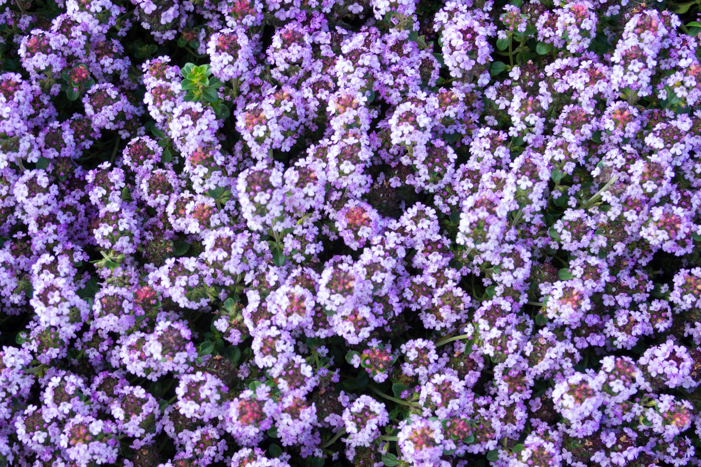 1000 THYME Common, English, German, French, Garden, or Winter Thymus Vulgaris Herb Flower Seeds