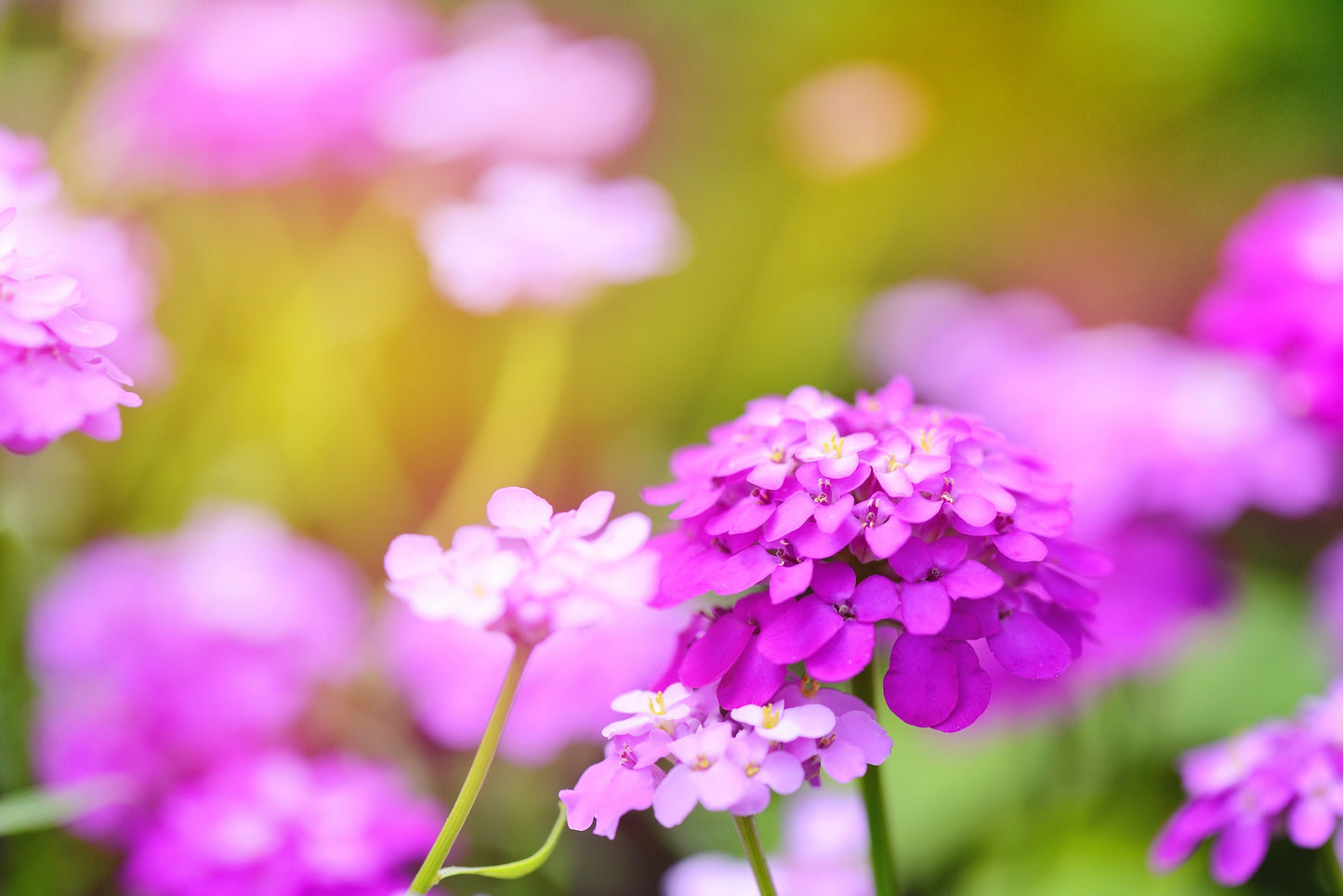 2000 TALL MIX CANDYTUFT Iberis Umbellata Mixed Colors Ground Cover Flower Seeds