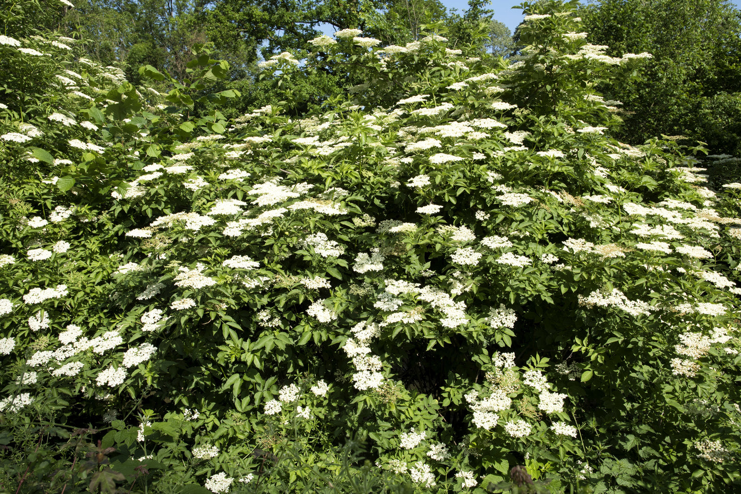 25 American ELDERBERRY FRUIT BUSH Shrub Tree Sambucus Nigra Seeds