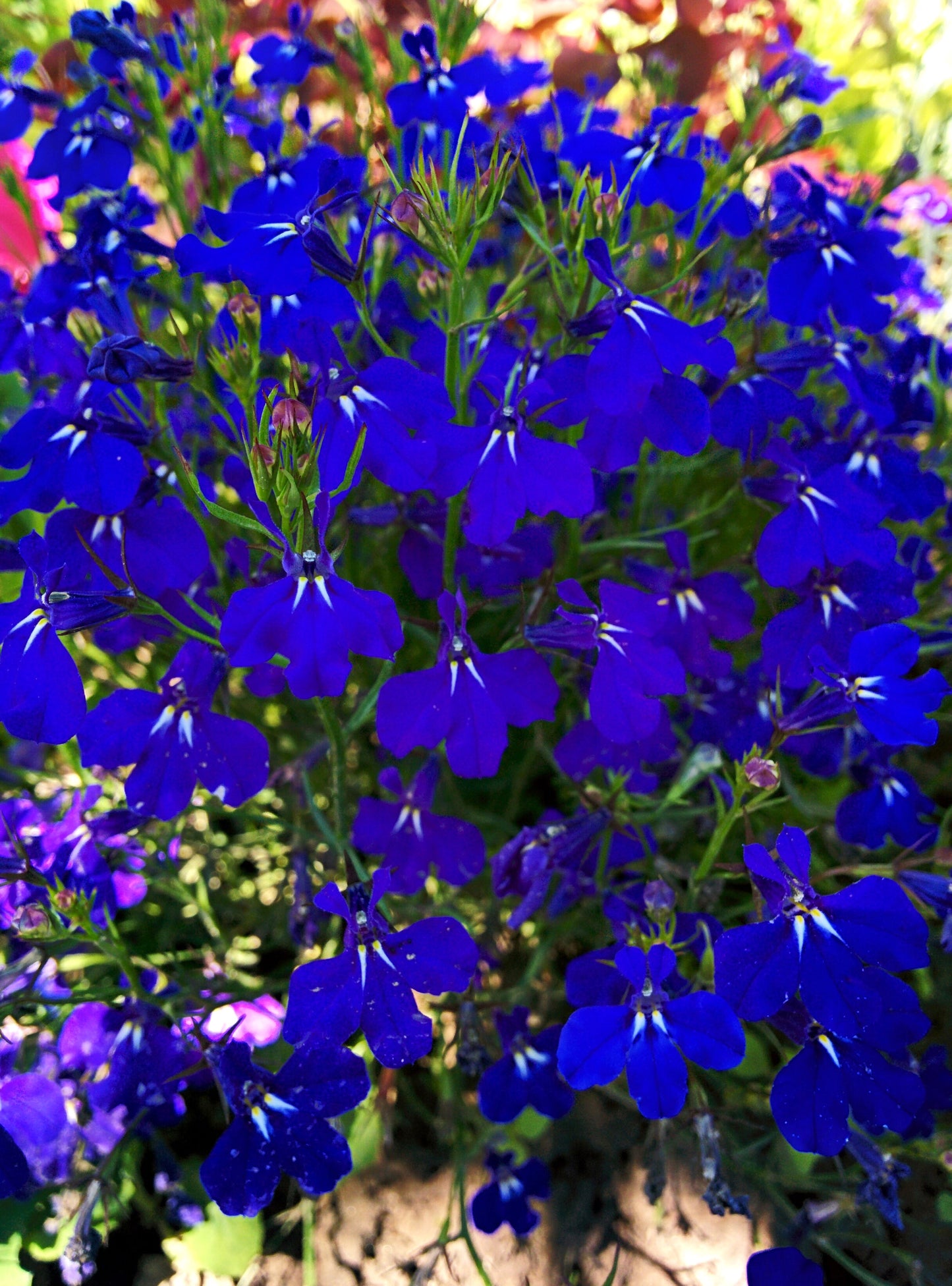 200 Electric Blue MONSOON LOBELIA Erinus Flower Seeds