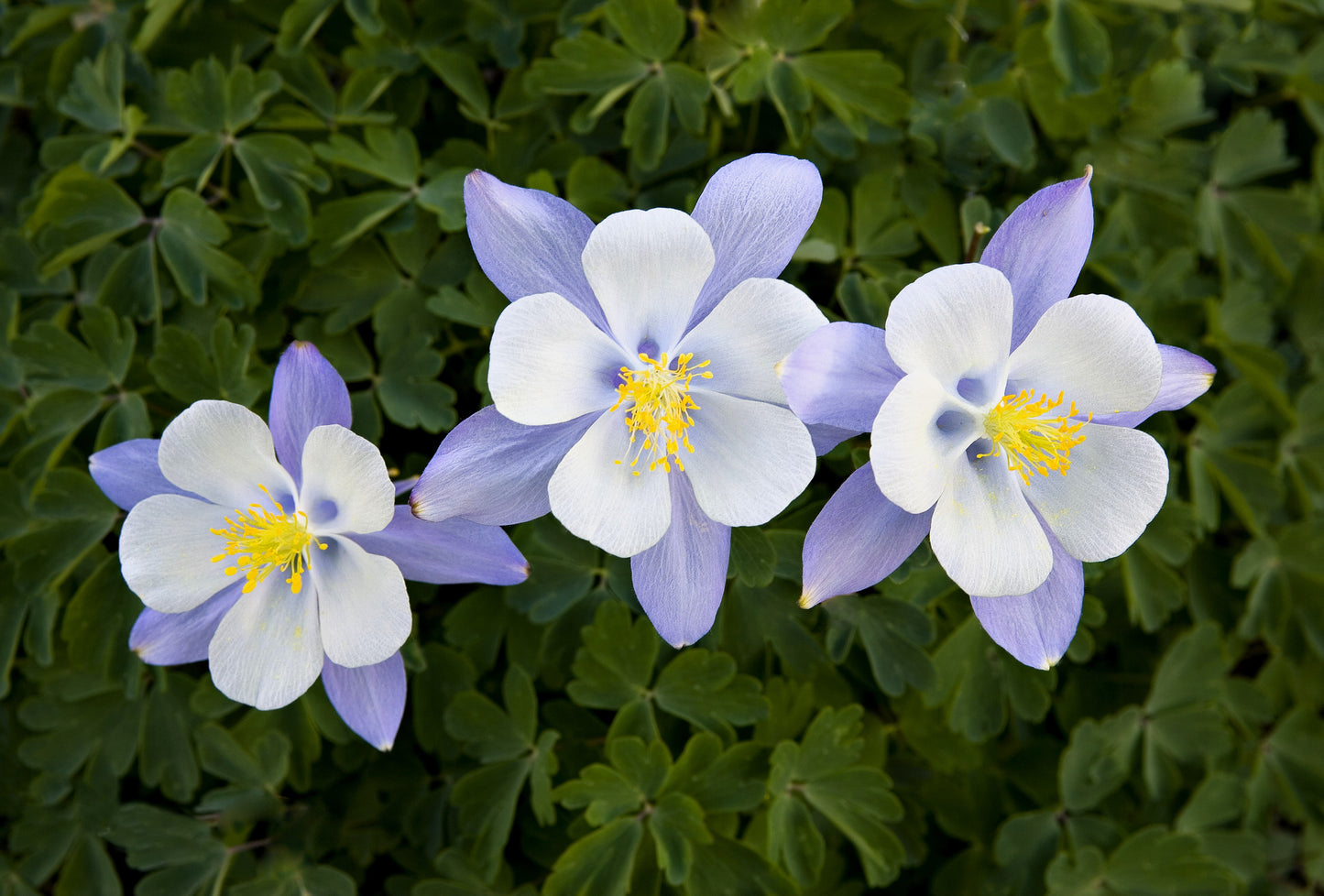 50 Blue ROCKY MOUNTAIN COLUMBINE Aquilegia Caerulea Flower Seeds