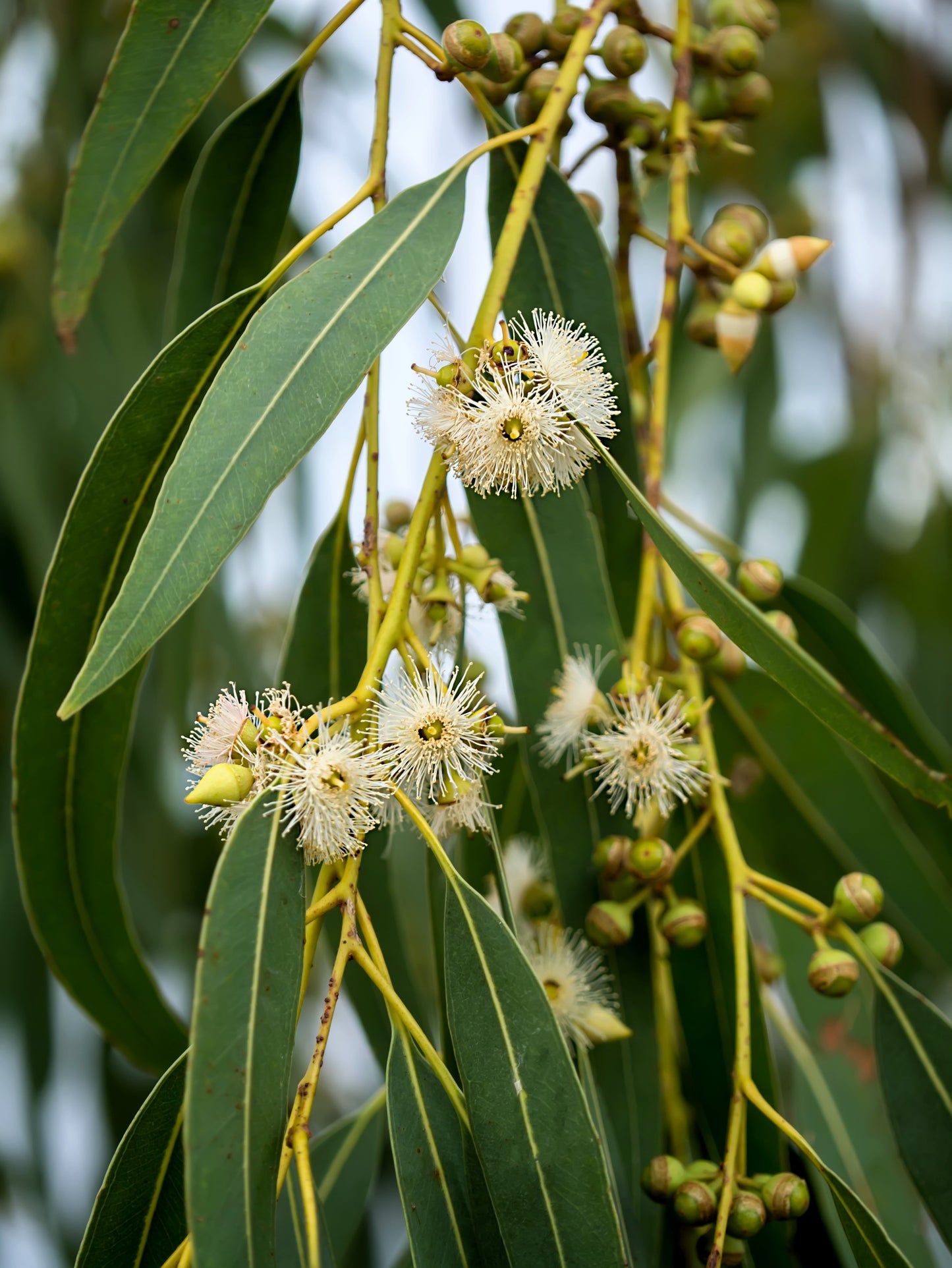 25 TASMANIAN Blue Gum TREE / EUCALYPTUS Globulus Flower Seeds