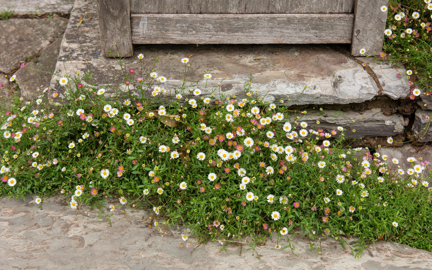 50 SANTA BARBARA DAISY Mexican Fleabane Erigeron Karvinskianus Tricolor Mixed Colors White Pink Purple Flower Seeds