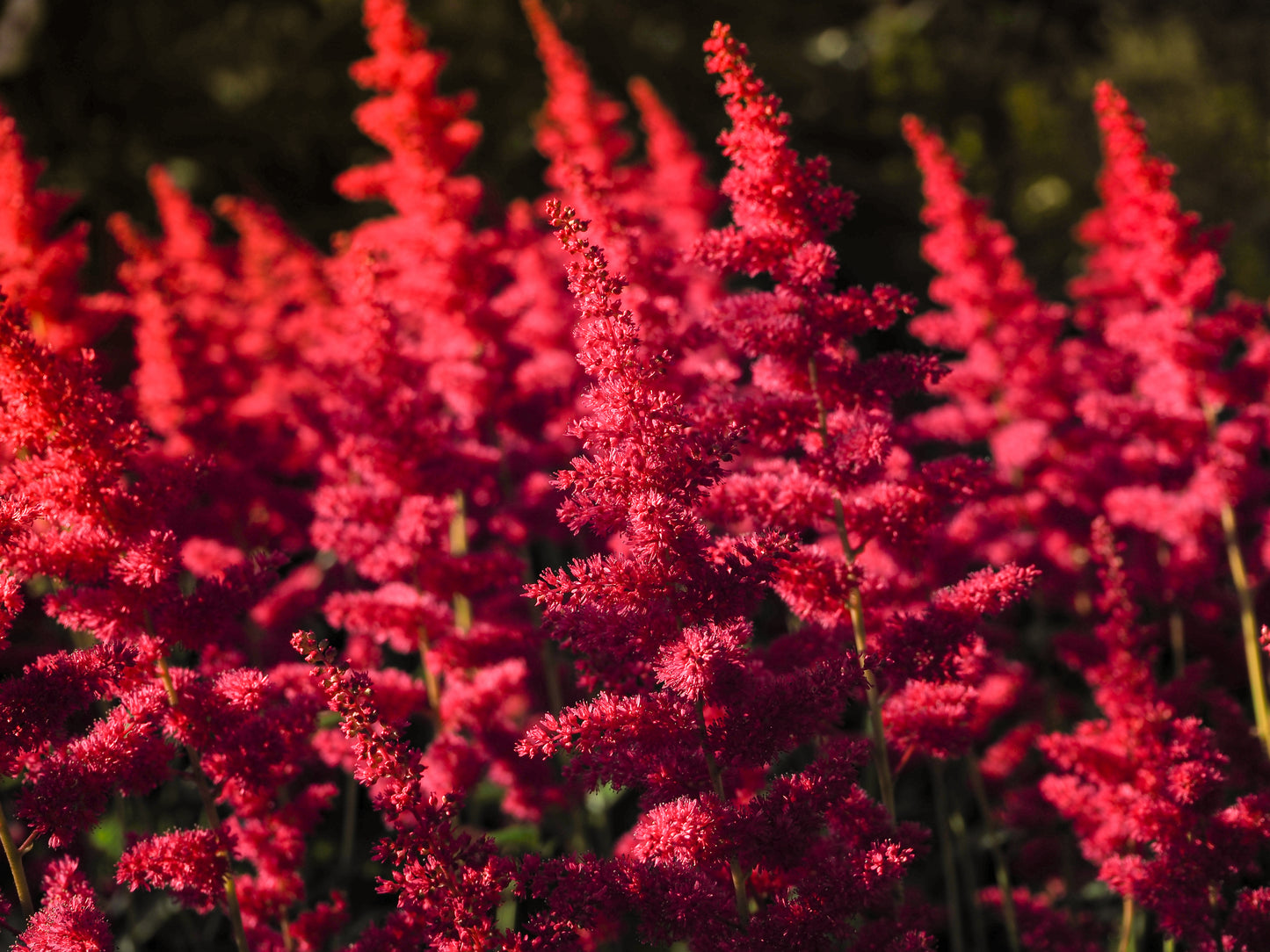 50 MIXED Colors ASTILBE BUNTER Astilbe Simplicifolia Shade Red White Purple Pink Flower Seeds