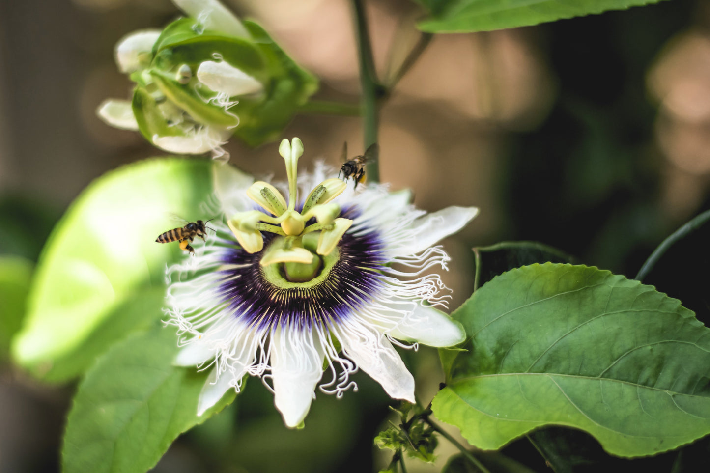 10 YELLOW PASSION FRUIT Vine Passiflora Edulis Flavicarpa Golden Passionfruit Purple & White Flower Seeds