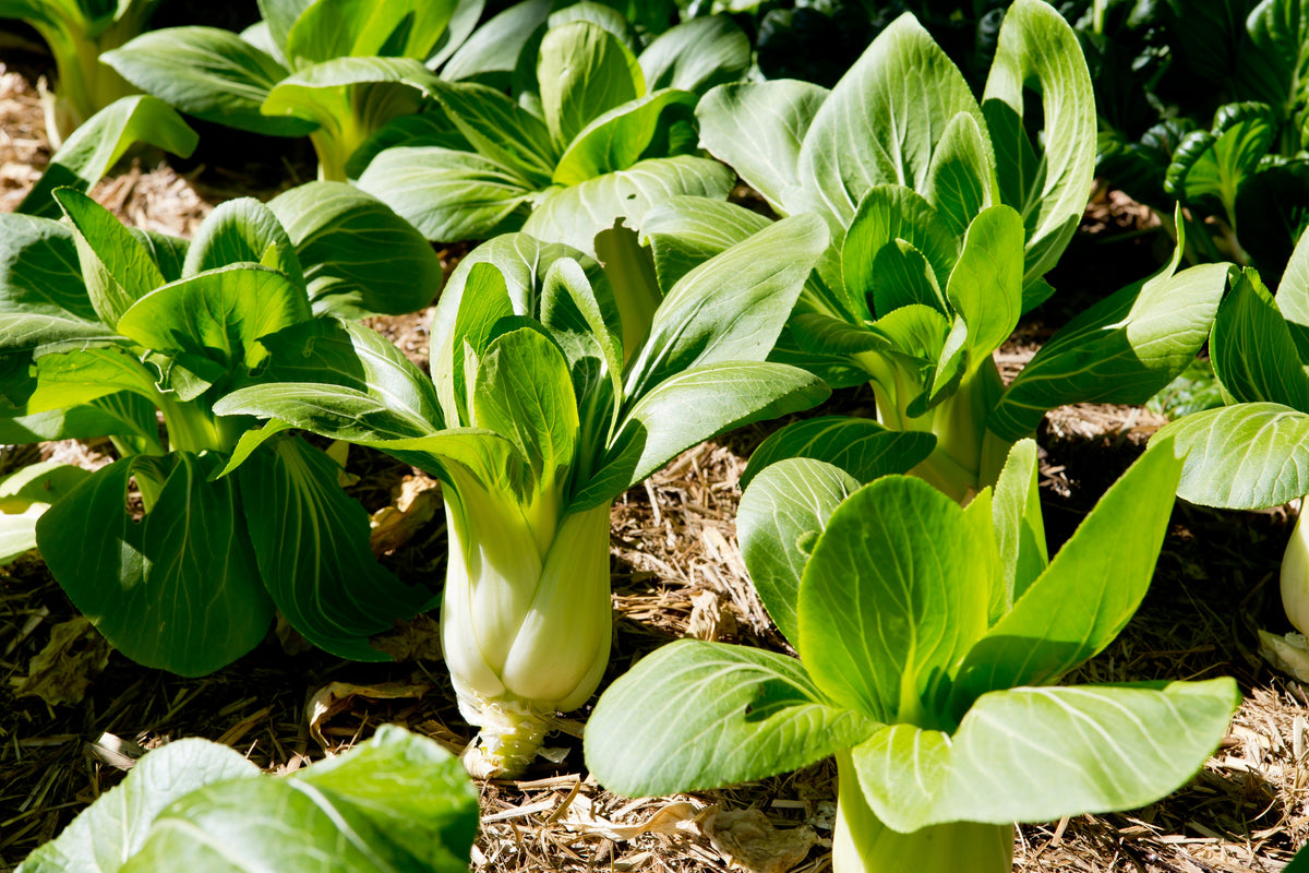 2000 CANTON PAK CHOI (Bok Choy / Chinese Cabbage) Brassica Rapa Chinensis Vegetable Seeds