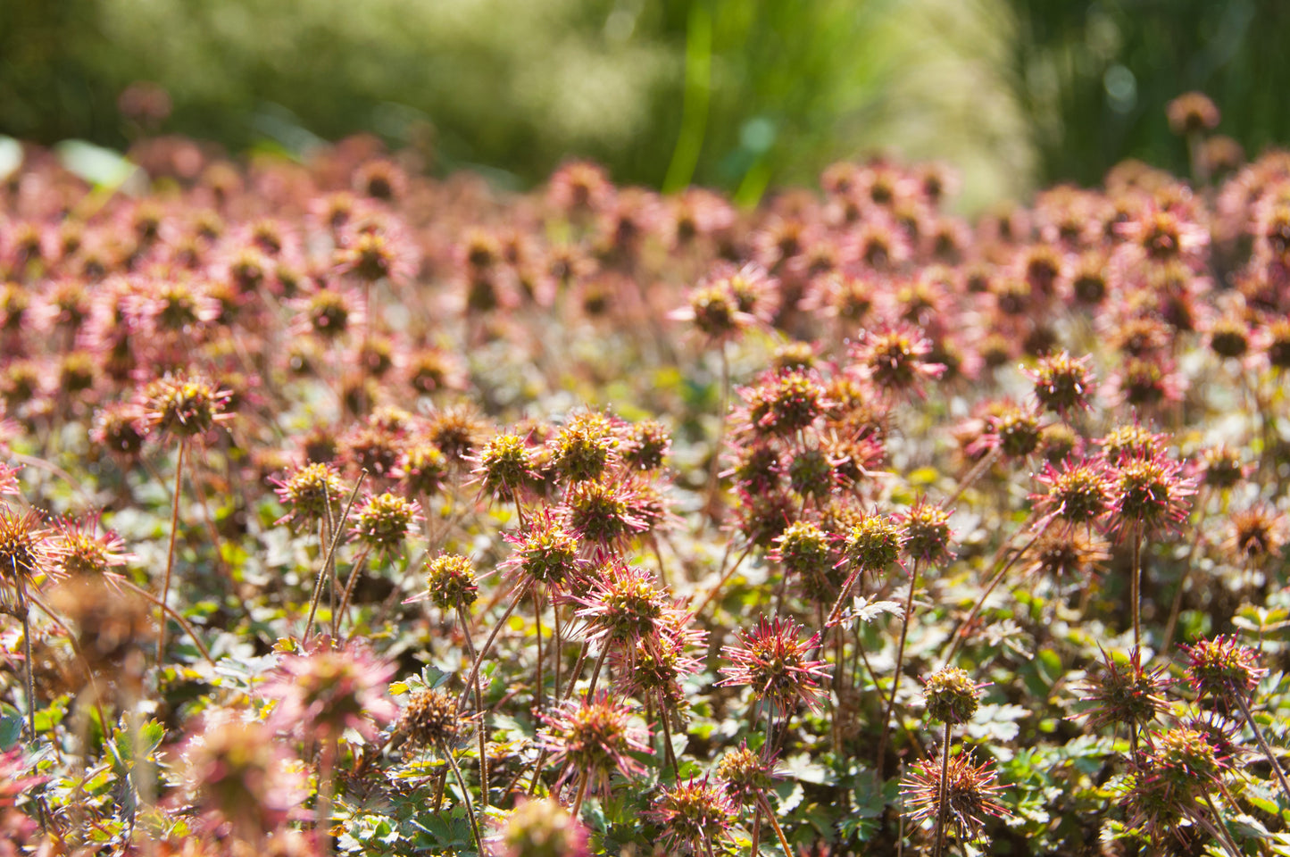 20 NEW ZEALAND BURRS Scarlet Piripiri Acaena Microphylla Flower Ground Cover Seeds