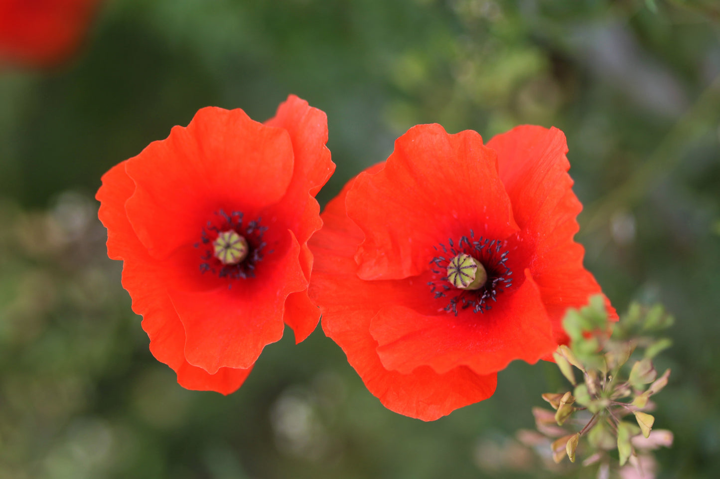 250 Red LONG POD POPPY Papaver Dubium Long Headed Blindeyes Flower Seeds