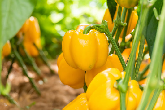 100 CANARY BELL PEPPER Sweet Yellow Capsicum Annuum Vegetable Seeds
