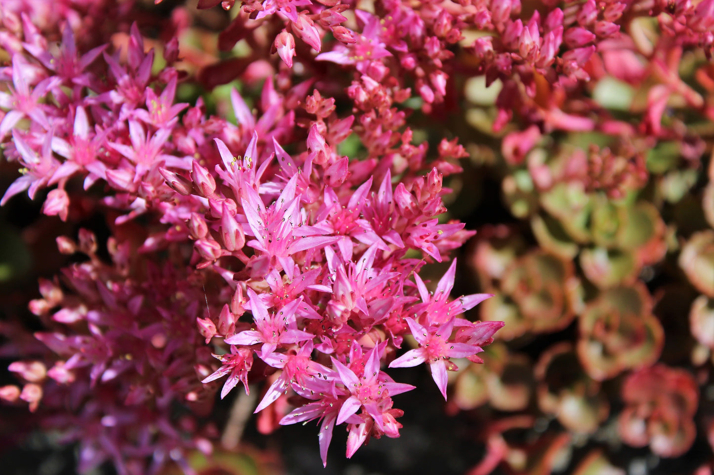 50 Red DRAGONS BLOOD SEDUM Stonecrop Sedum Spurium Flower Seeds