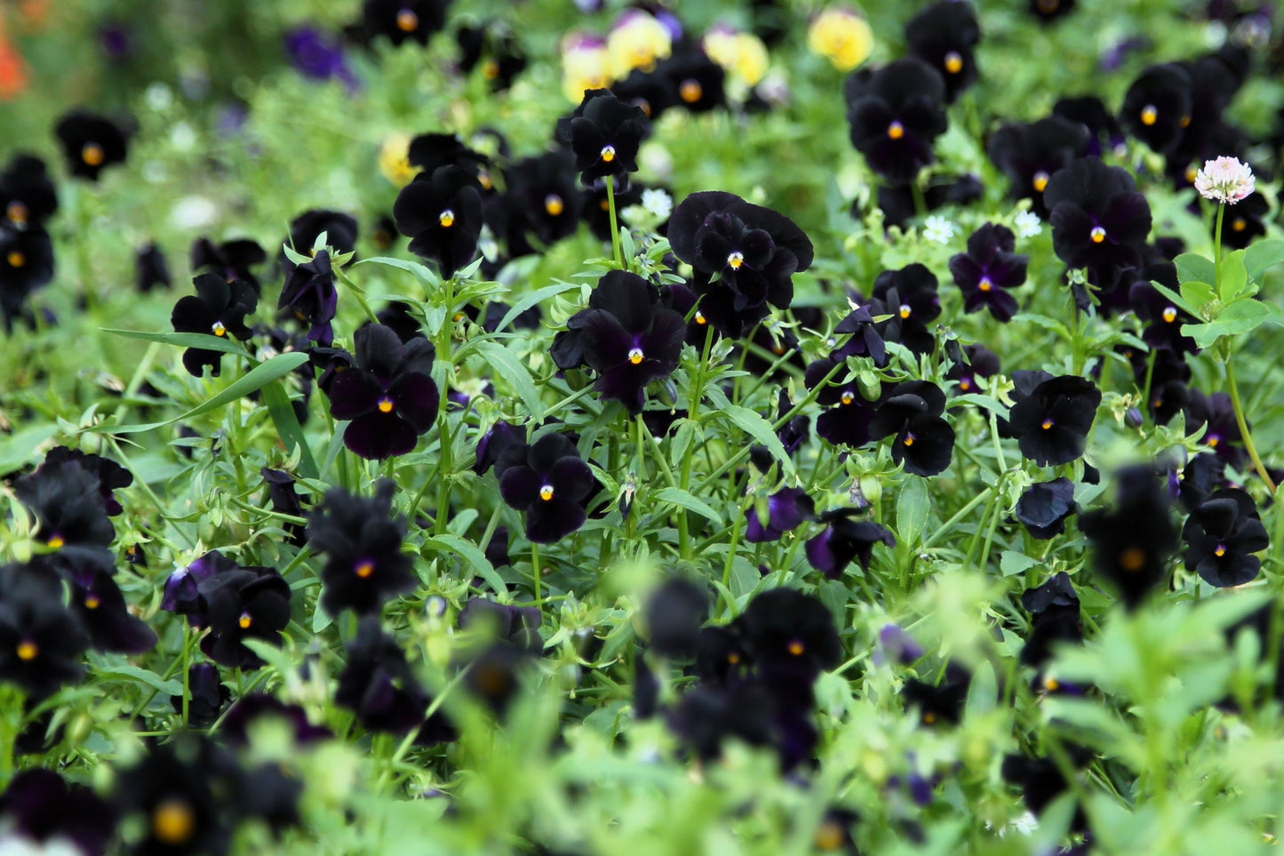 50 BLACK PANSY Clear Crystals Viola Wittrockiana Flower Seeds