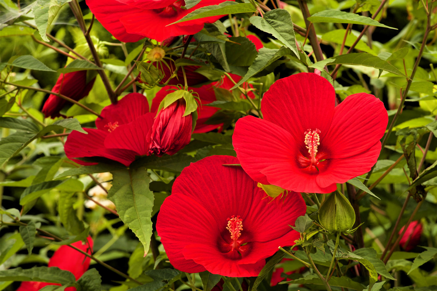 10 Luna RED HARDY HIBISCUS Hibiscus Moscheutos Balhibred Flower Seeds