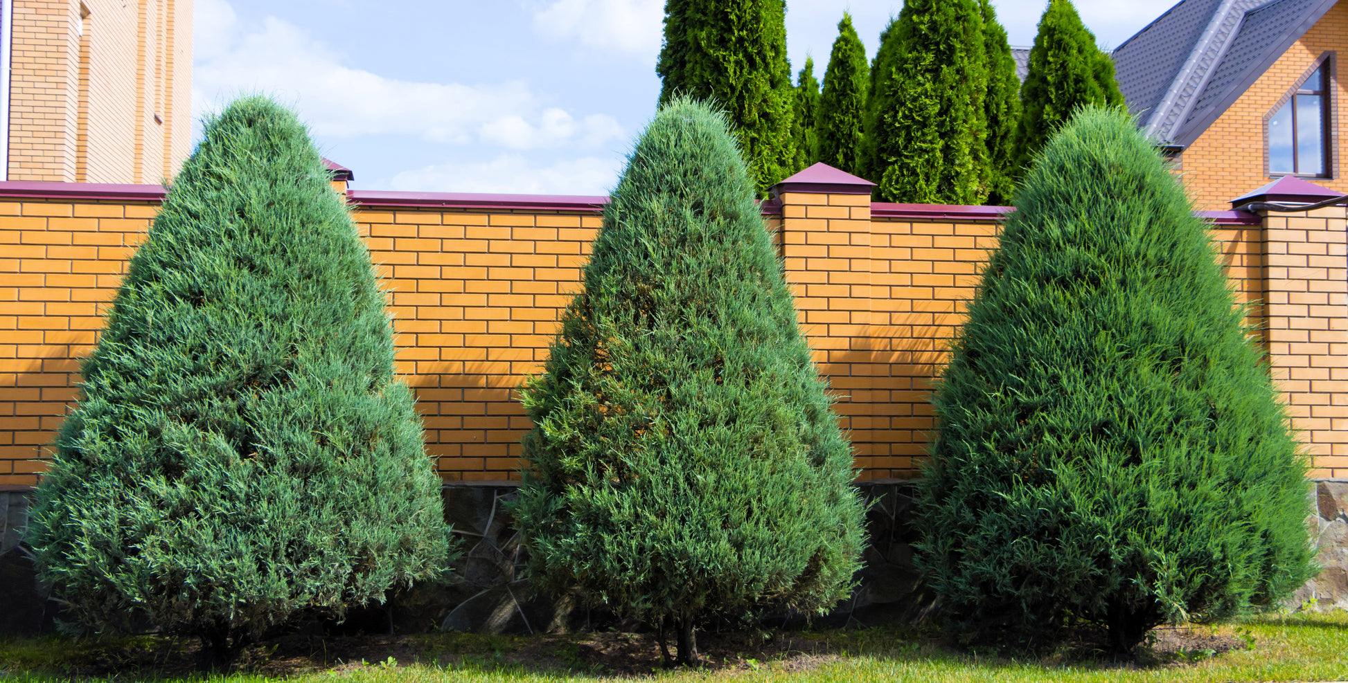 25 THUJA TREE Cedar Thuja Occidentalis Conifer Seeds – Seedville USA