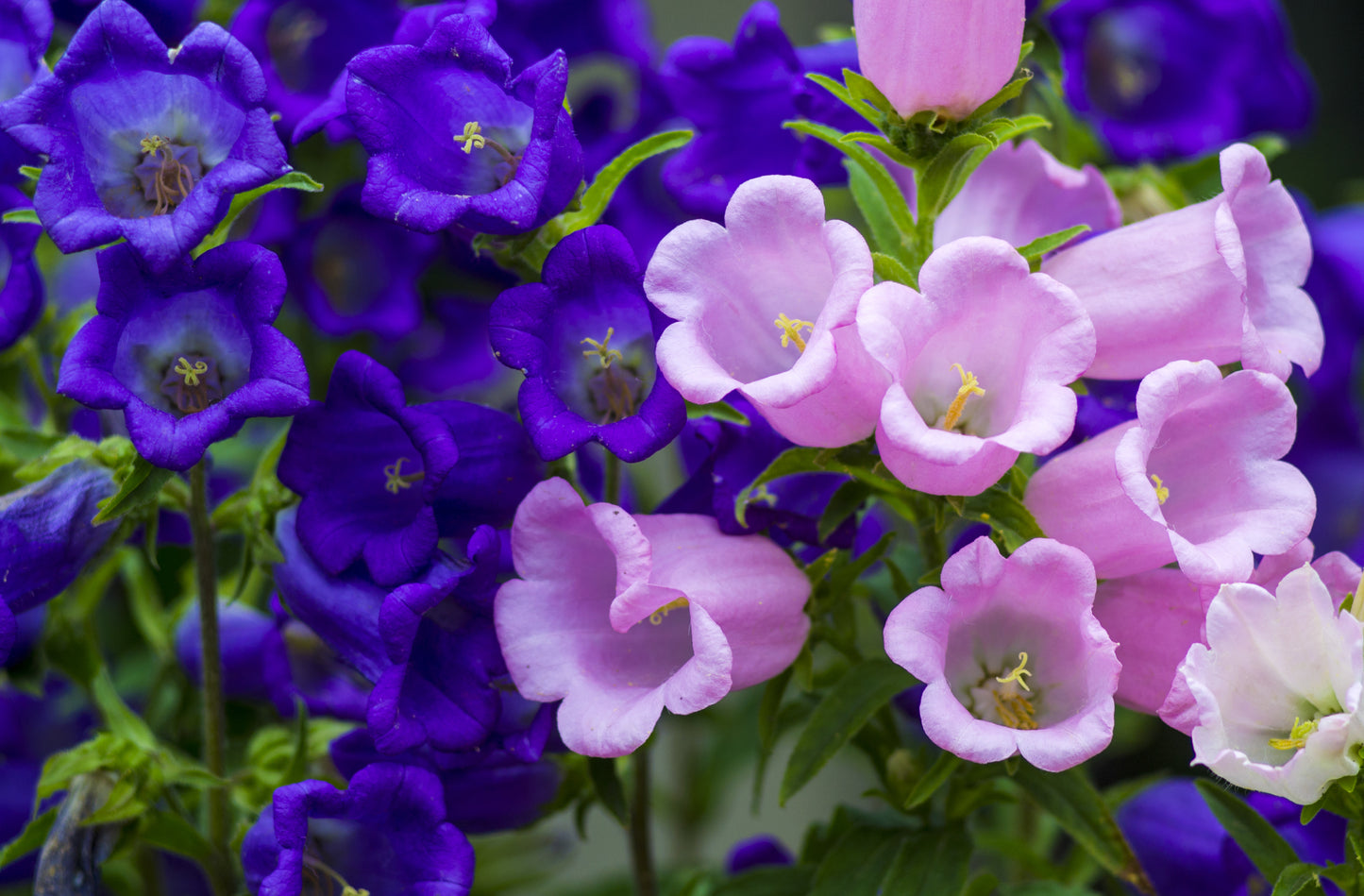 100 MIXED CANTERBURY BELLS - Crown Mix Campanula Medium Flower Seeds