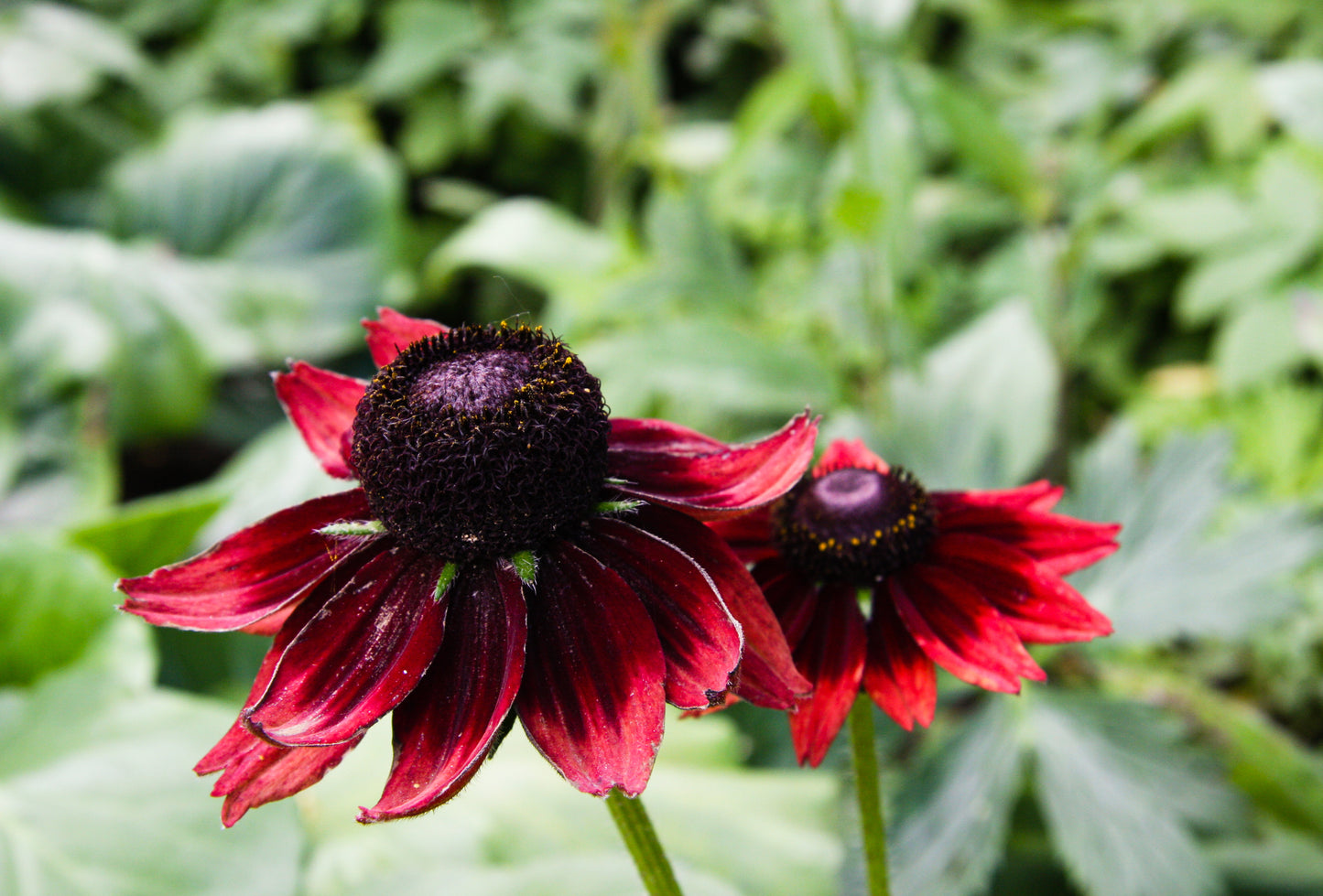 20 CHERRY BRANDY RUDBECKIA Hirta Bicolor Red Black Eyed Susan Flower Seeds