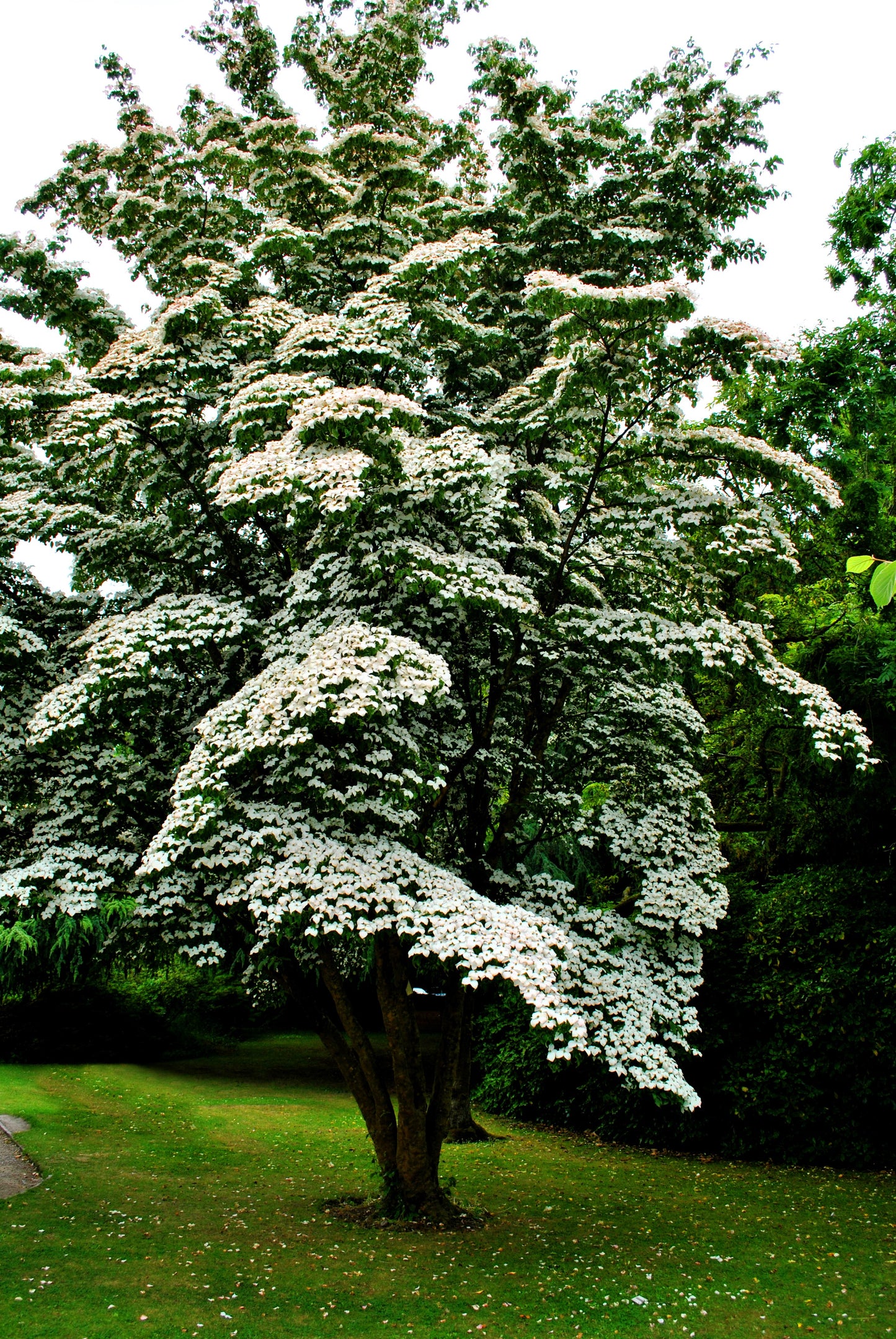 5 Flowering WHITE KOUSA DOGWOOD Cornus Kousa Tree Seeds