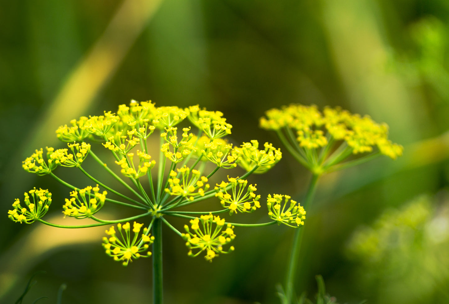 1500 DUKAT DILL Anethum Graveolens Sweet Heirloom European Herb Vegetable Seeds