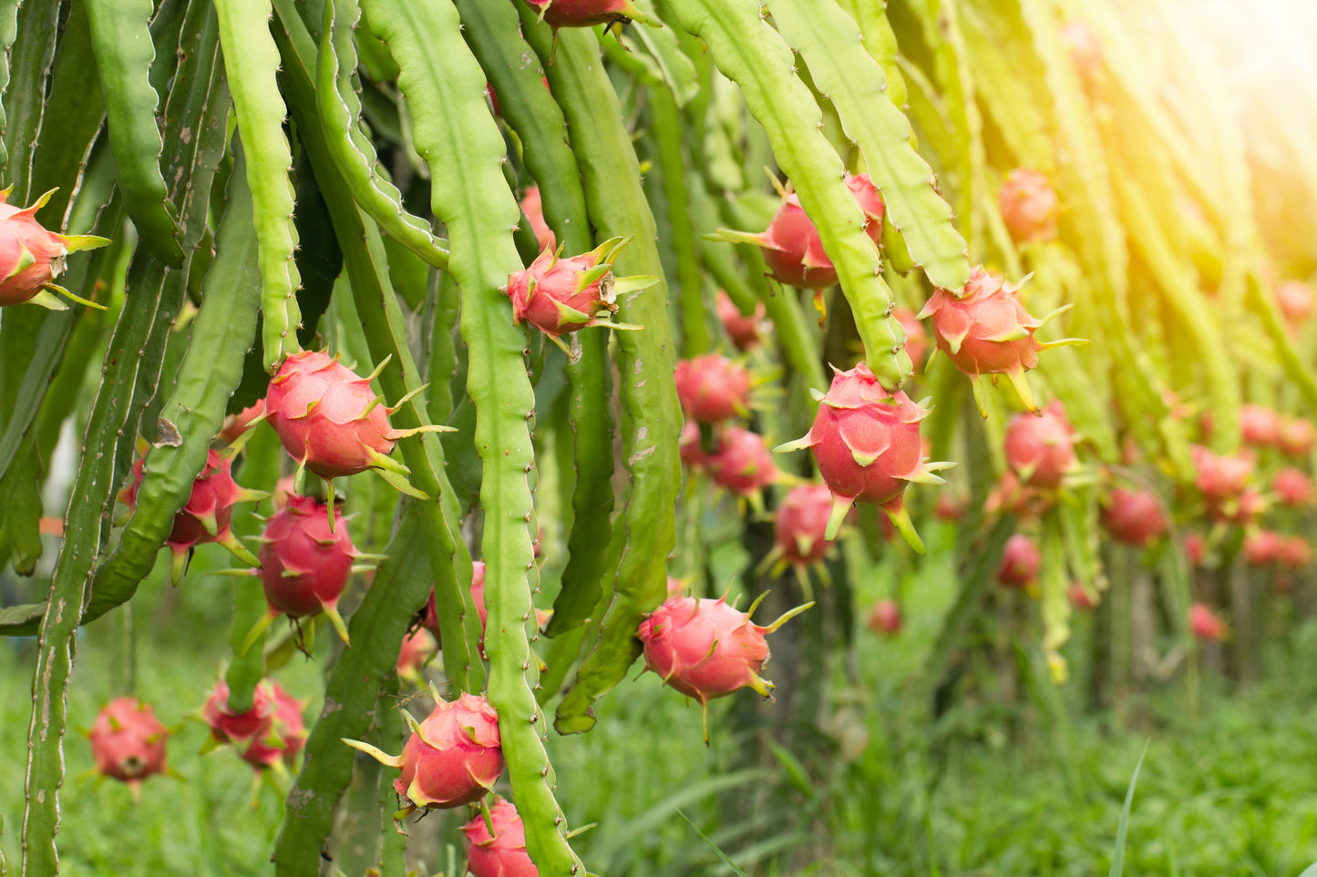 20 PURPLE DRAGON FRUIT (Pitaya / Pitahaya / Strawberry Pear) Hylocereus Undatus Cactus Seeds