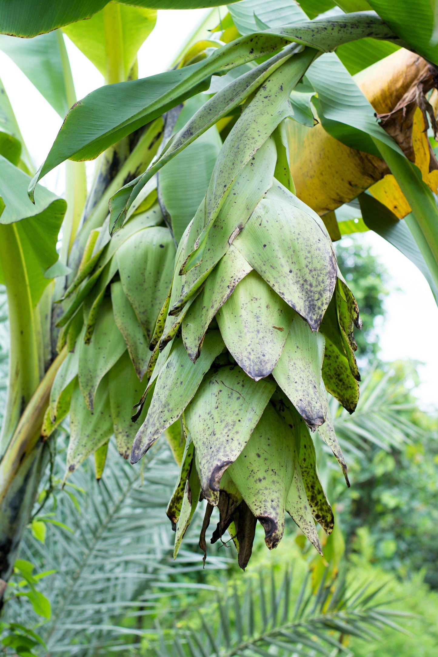 5 SNOW BANANA Musa Ensete Glaucum Nepalensis Hardy Tree Houseplant Seeds