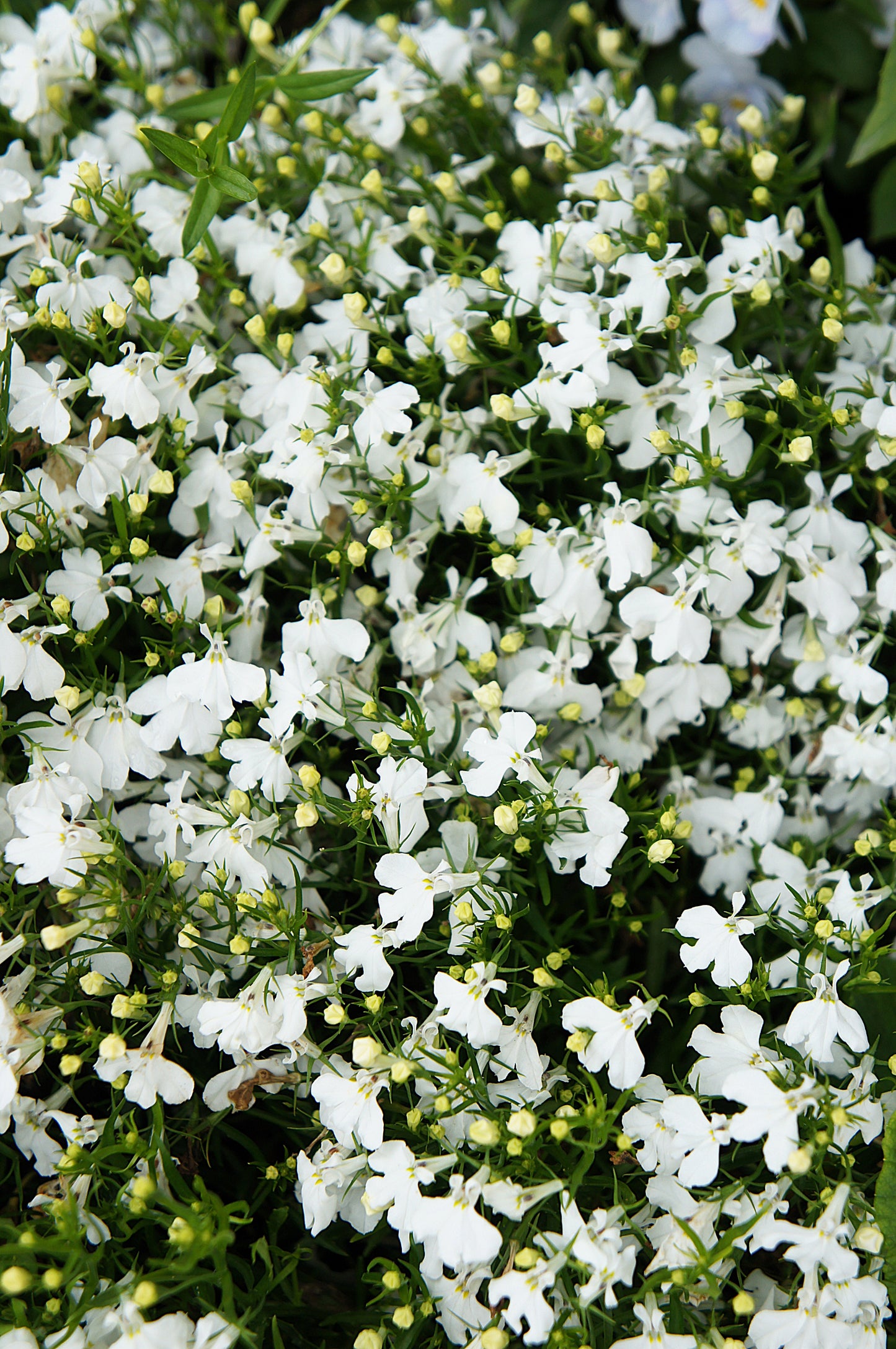 200 WHITE LOBELIA REGATTA Erinus Flower Seeds