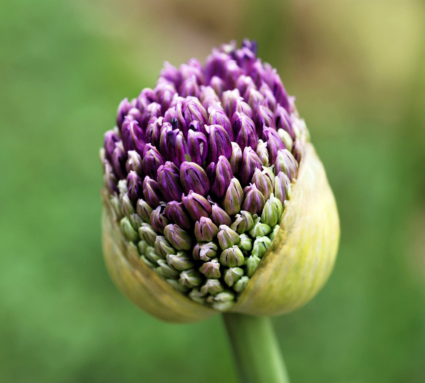 25 GIANT ALLIUM Allium Giganteum Purple Globe Flower Seeds