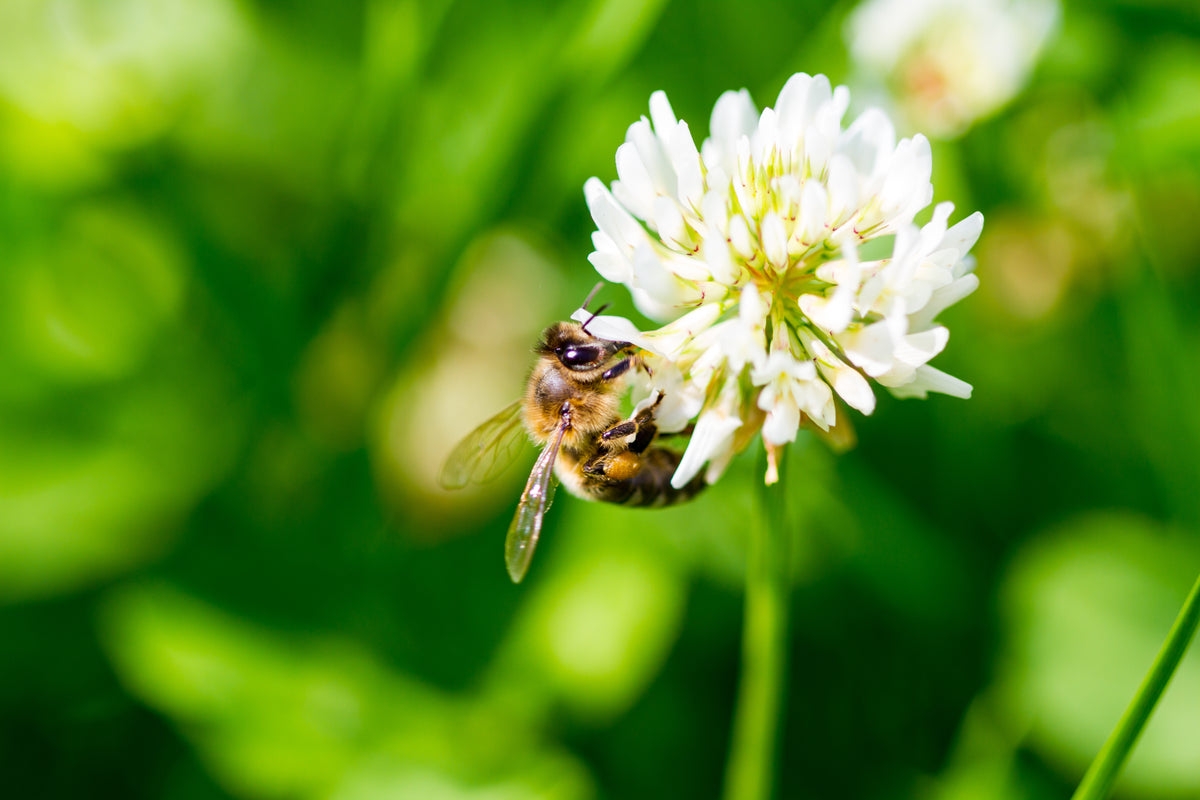 2000 MICROCLOVER Dwarf Miniature Trifolium Repens White Flower Clover ...