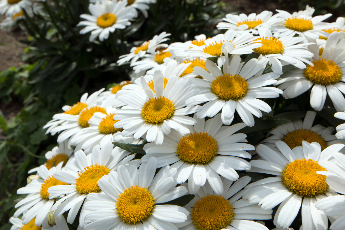 2000 OX EYE DAISY Marguerite Chrysanthemum Leucanthemum White Flower Seeds