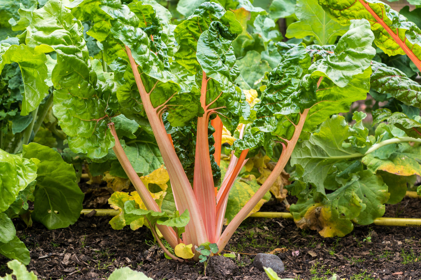 40 PINK FLAMINGO SWISS CHARD Beta Vulgaris Perpetual Spinach Vegetable Seeds