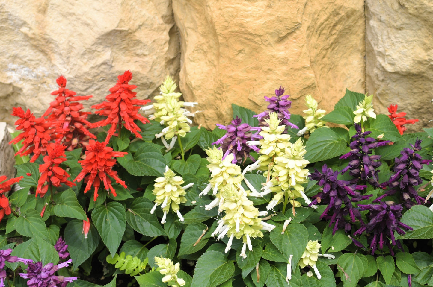 100 MIXED COLORS SALVIA Splendens Red Purple White Pink Sage Flower Seeds