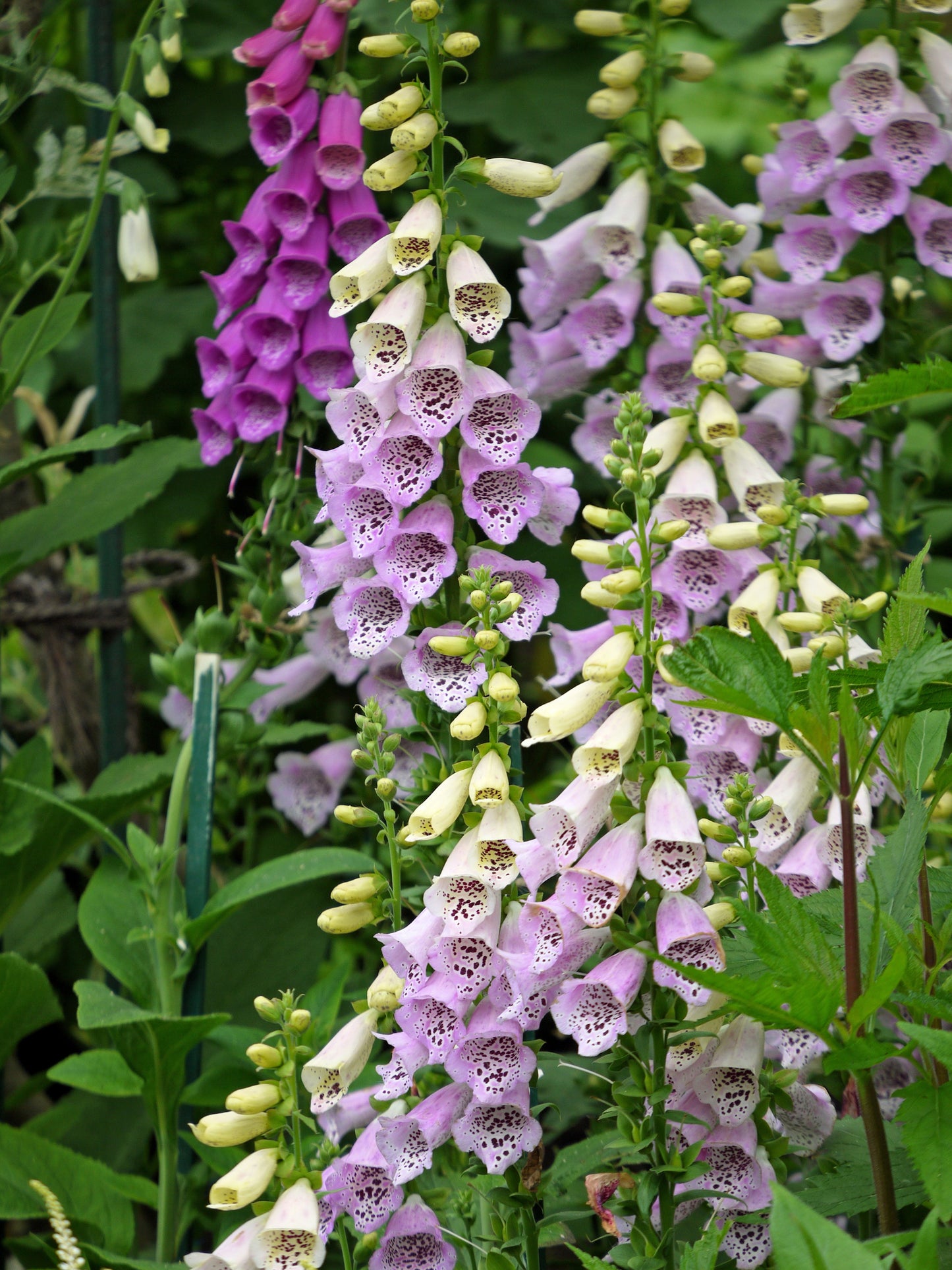 1000 FOXGLOVE EXCELSIOR MIX Digitalis Purpurea Mixed Colors Shade Flower Seeds