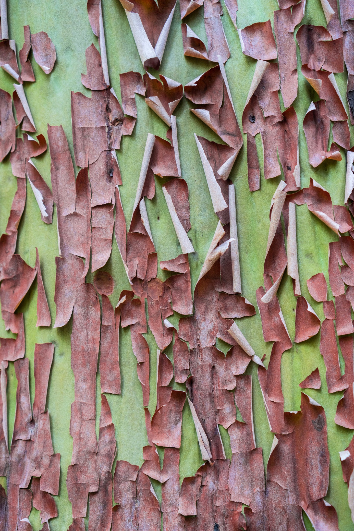 10 PACIFIC MADRONE TREE Bearberry Red Arbutus Menziesii Oregon Laurel Seeds