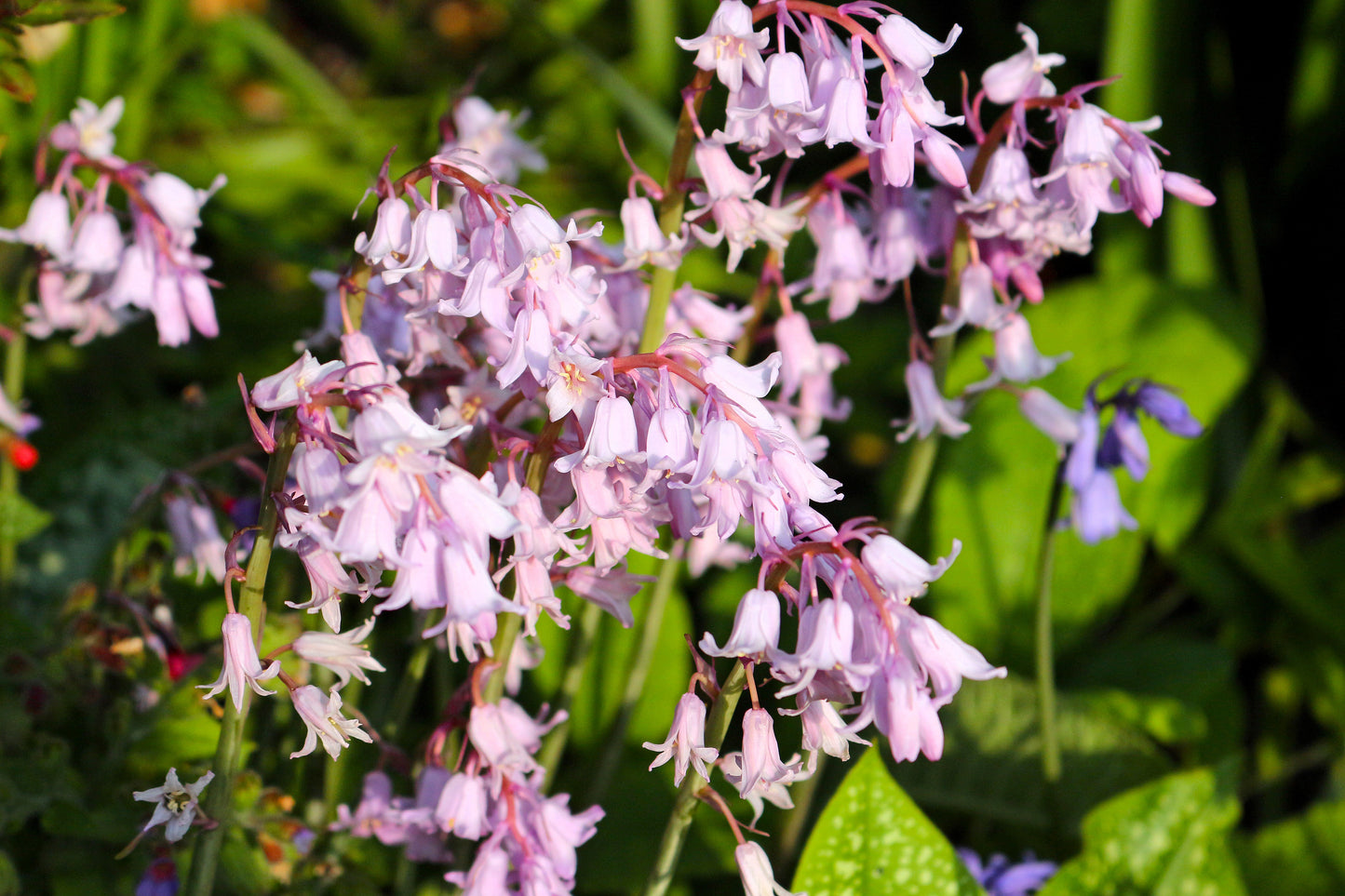 10 WOOD HYACINTH Mixed Colors English Woodland Spanish Bluebell Scilla Campanulata Hyacinthoides Hispanica Pink Purple White Flower Seeds