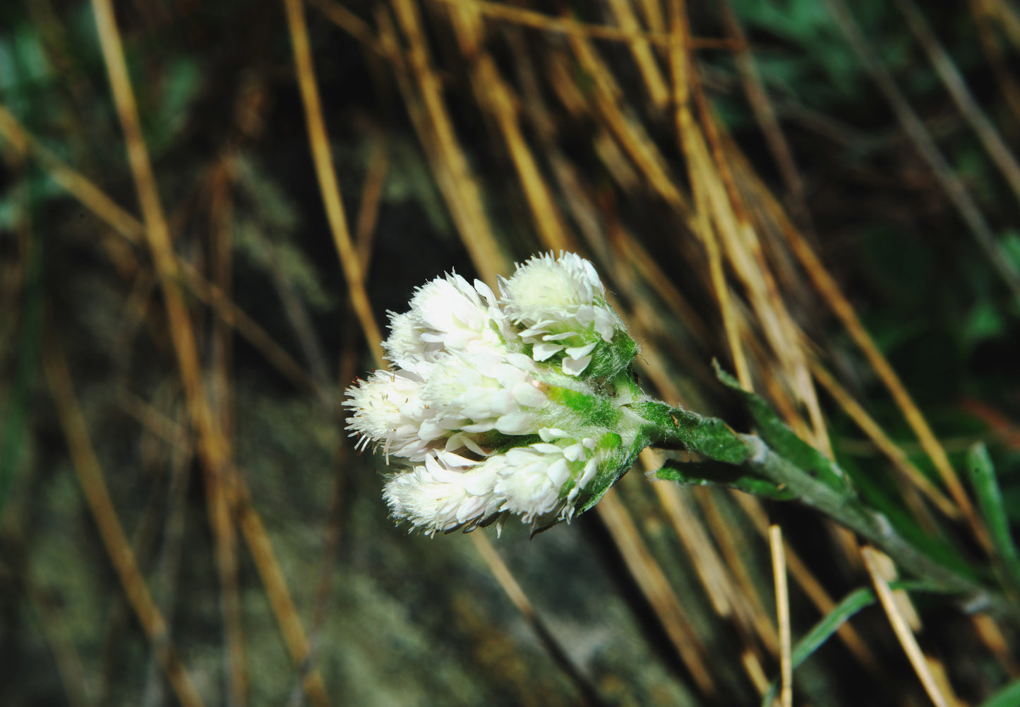 150 White PUSSYTOES Cats Paws Antennaria Flower Seeds