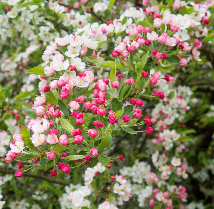 30 Sargent CRAB APPLE Shrub Hummingbird Flower White Red Malus Sargent ...