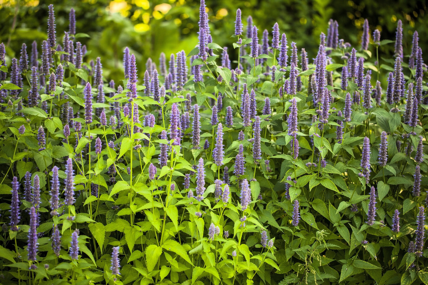 500 PURPLE ANISE HYSSOP (Licorice Mint / Blue Giant) Agastache Foeniculum Herb Flower Seeds