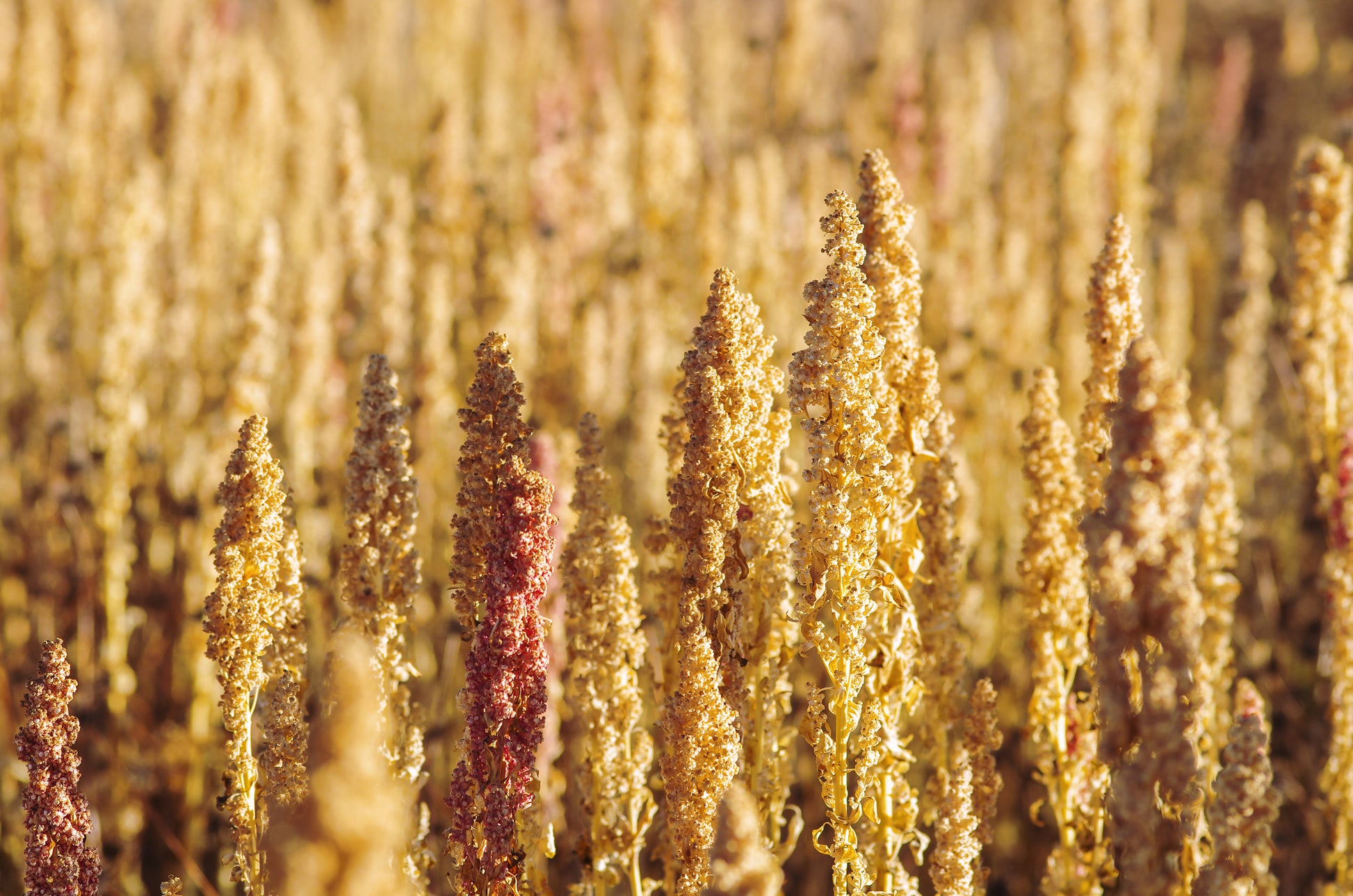 quinoa seeds for planting 100 Organic PEPPERMINT QUINOA Grain Chenopodium Quinoa White & Green H – Seedville USA