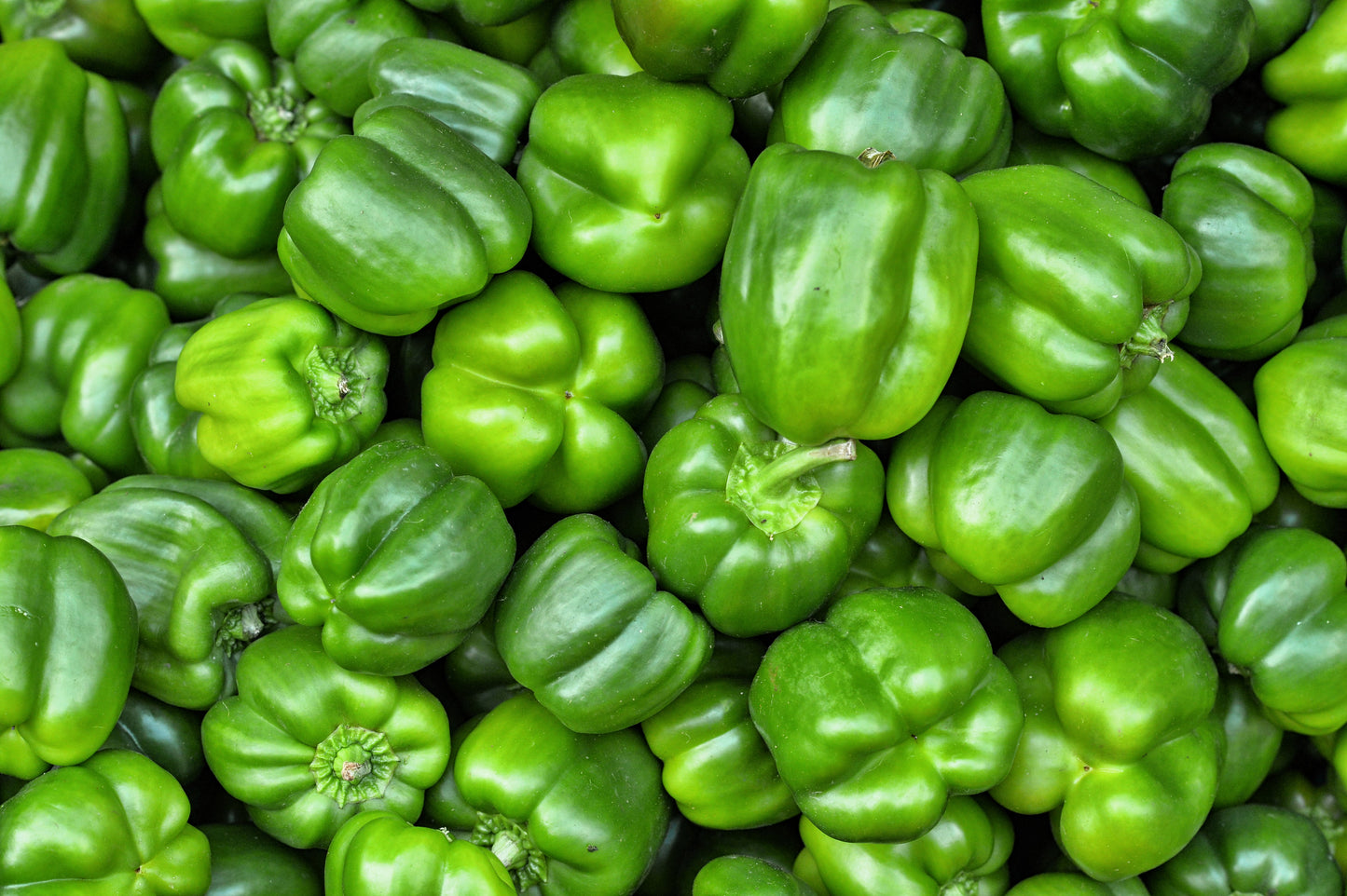 200 BIG GREEN Bell PEPPER Sweet Capsicum Annuum Vegetable Seeds