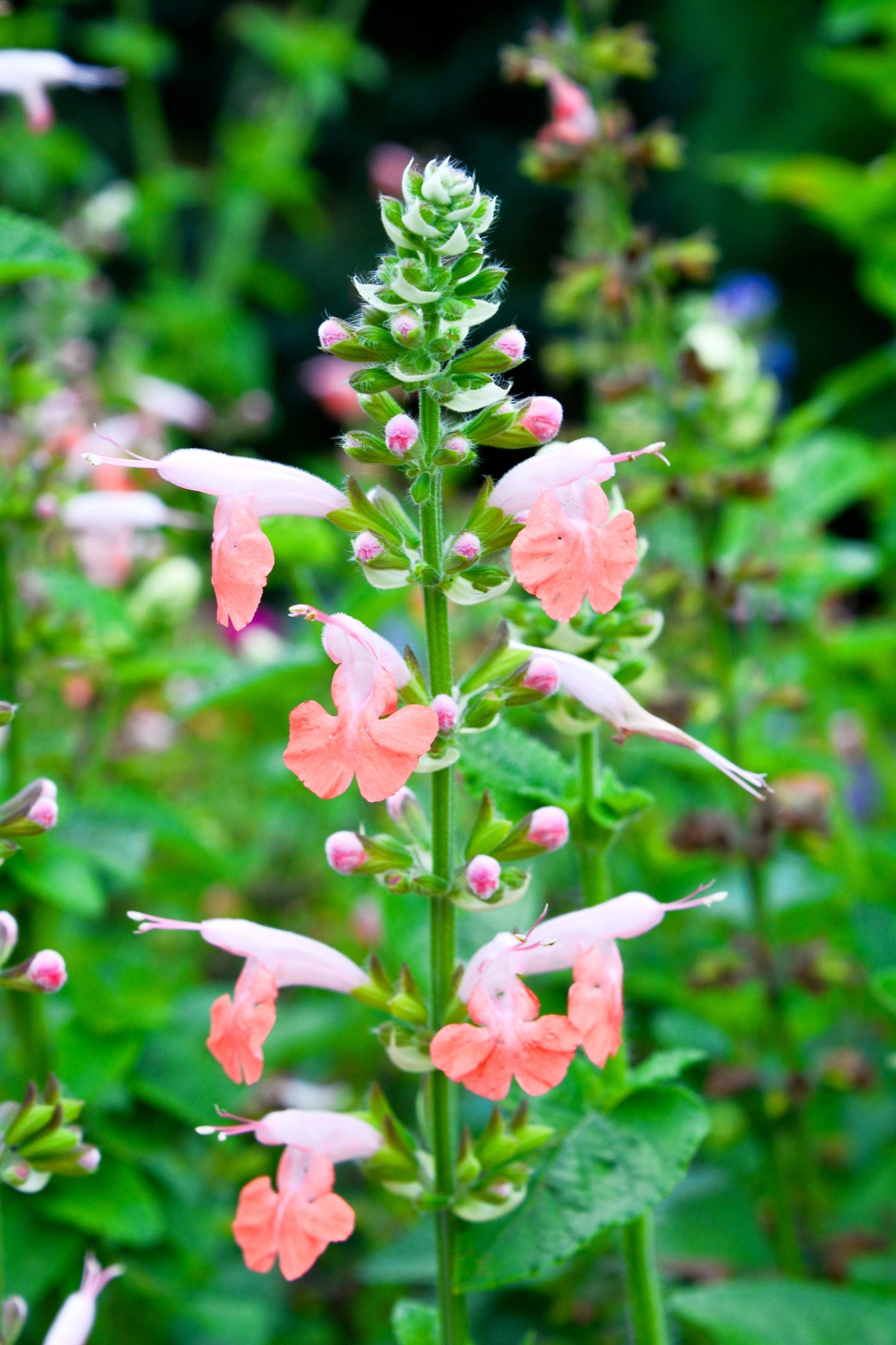 30 CORAL NYMPH SALVIA Coccinea Hummingbird Sage Flower Seeds