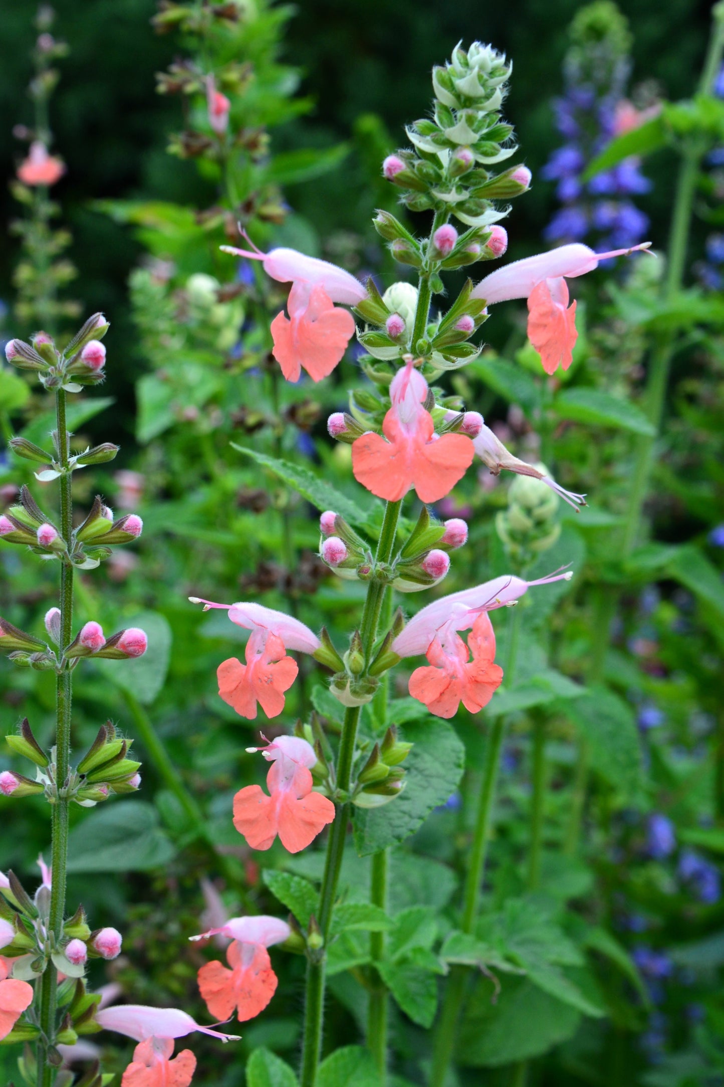 30 CORAL NYMPH SALVIA Coccinea Hummingbird Sage Flower Seeds