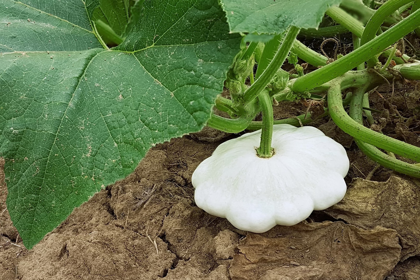 50 WHITE Bush SCALLOP SQUASH (Patty Pan / Paty Pan / Squanter Squash) Summer Cucurbita Pepo Vegetable Seeds