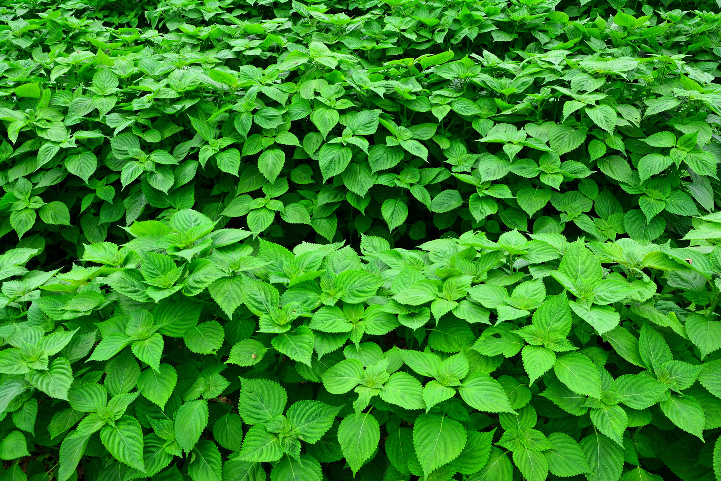 300 GREEN SHISO aka PERILLA Frutescens Ornamental Herb Seeds Green & Purple