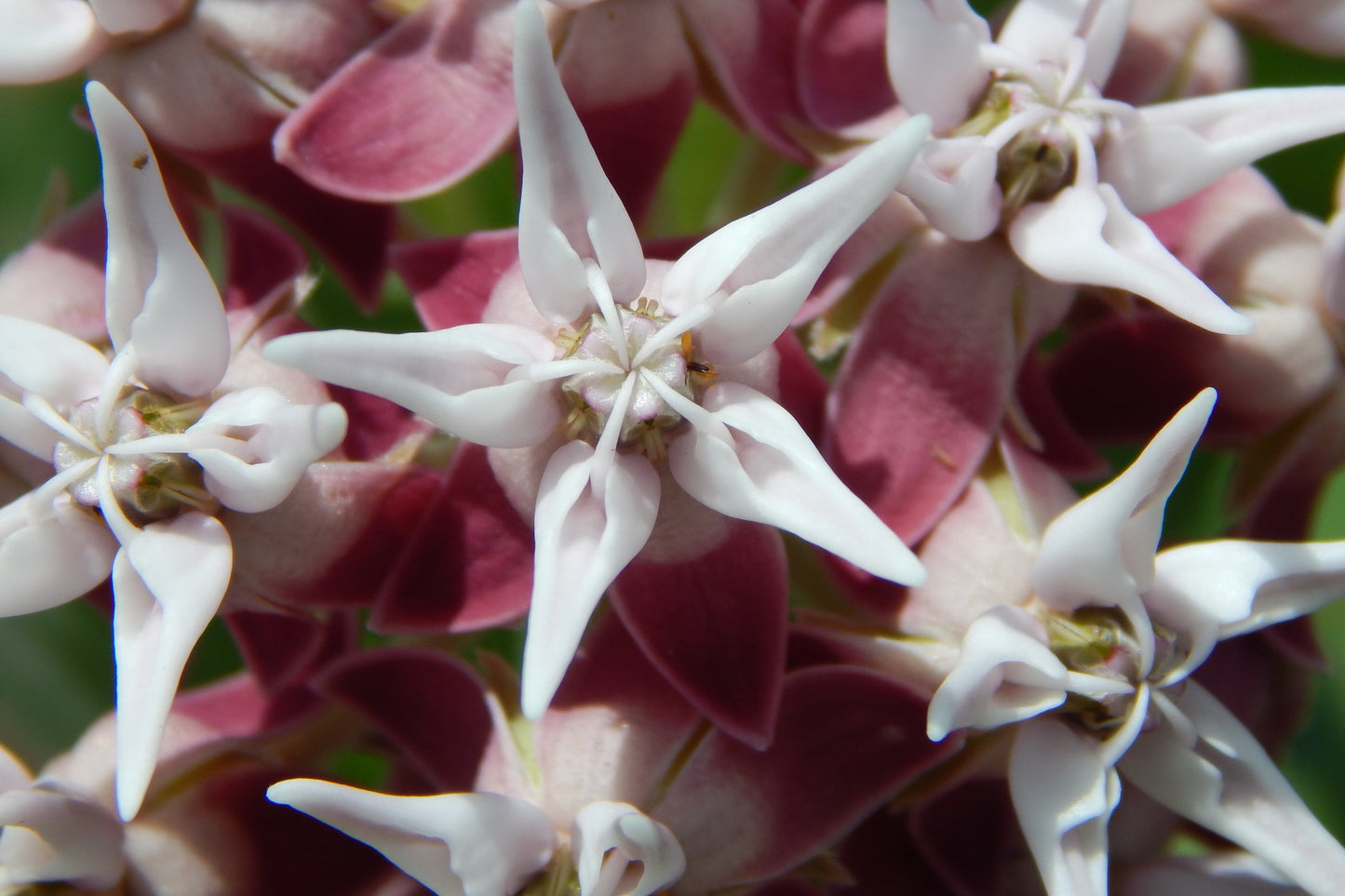 50 SHOWY (Greek) MILKWEED Asclepias Speciosa Flower Seeds
