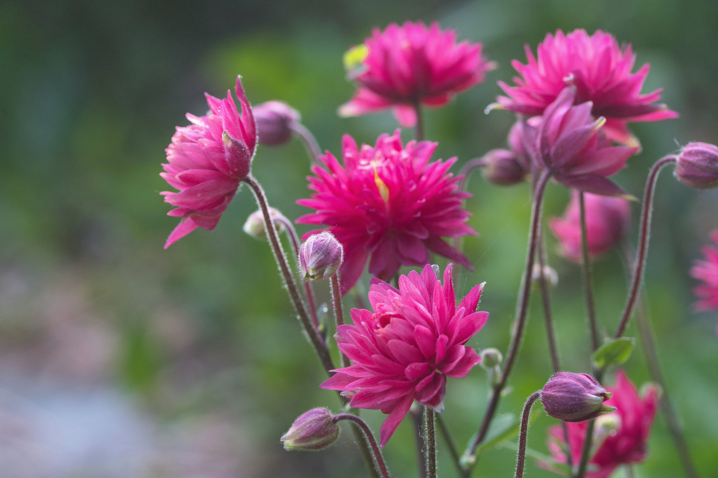 50 Clementine RED DOUBLE COLUMBINE Aquilegia Vulgaris Flower Seeds