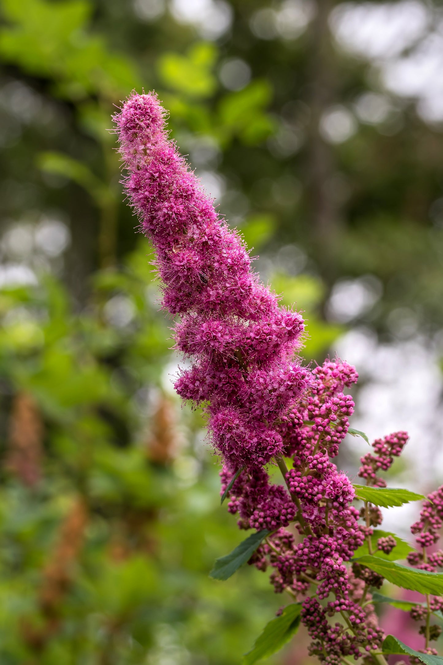 50 Pink STEEPLEBUSH Hardhack Meadow Sweet Spirea Spiraea Tomentosa Shrub Flower Seeds